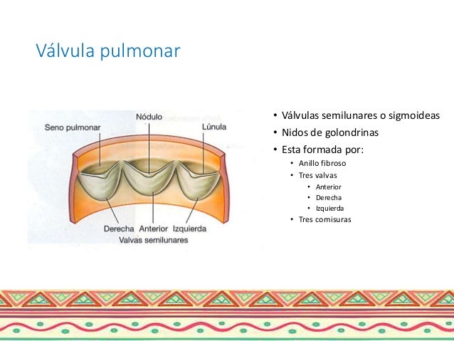 Anatomía cardiaca