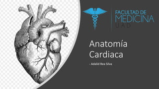 Anatomía
Cardiaca
- Adalid Rea Silva
 