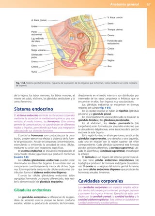 Anatomía general 67
de la vagina, los labios menores, los labios mayores, el
monte del pubis, el clítoris, las glándulas vestibulares y la
uretra femenina.
Sistema endocrino
El sistema endocrino controla las funciones corporales
mediante la secreción de mediadores químicos que son
vertidos al medio interno, las hormonas. Este sistema
permite la comunicación y la coordinación de diferentes
tejidos y órganos, permitiendo que haya una integración
adecuada de sus distintas funciones.
Cuando las hormonas son conducidas por la circu-
lación, pueden ejercer sus efectos a distancia de la fuen-
te de producción. Actúan en pequeñas concentraciones,
estimulando o inhibiendo la actividad de otras células,
mediante su unión con receptores específicos.
El sistema endocrino se encuentra integrado por el
conjunto de células y glándulas que producen hormonas
(cuadro 1-8).
Las células glandulares endocrinas pueden estar
diseminadas en diferentes órganos. Estas células son un
componente cuantitativamente menor de dichos órga-
nos. Este importante conjunto de células endocrinas dis-
tribuidas forma el sistema endocrino disperso.
Cuando las células glandulares endocrinas están
agrupadas formando un órgano diferenciado, éste reci-
be la denominación de glándula endocrina.
Glándulas endocrinas
Las glándulas endocrinas se diferencian de las glán-
dulas de secreción externa porque no tienen conducto
excretor. Vierten su producto de secreción, las hormonas,
directamente en el medio interno y son distribuidas por
intermedio de los vasos sanguíneos o linfáticos que se
encuentran en ellas. Son órganos muy vascularizados.
Las glándulas endocrinas se encuentran en diversas
regiones del cuerpo (fig. 1-54).
En la cavidad craneal se hallan la hipófisis [glándula
pituitaria] y la glándula pineal.
En el compartimento visceral del cuello se localizan la
glándula tiroides y las glándulas paratiroides.
En el abdomen, los islotes pancreáticos [de
Langerhans] están formados por el epitelio endocrino que
se ubica dentro del páncreas, entre los ácinos de la porción
exocrina de este órgano.
En la región lumbar, en el retroperitoneo, se ubican las
glándulas suprarrenales, una derecha y otra izquierda,
cada una en relación con la región superior del riñón
correspondiente. Cada glándula suprarrenal está formada
por dos porciones diferentes, la corteza suprarrenal, ubi-
cada en la periferia y la médula suprarrenal, envuelta por
la anterior.
El testículo es un órgano del sistema genital masculi-
no que tiene células endocrinas intersticiales [de
Leydig] que producen la hormona andrógena (testostero-
na). El ovario es un órgano del sistema genital femenino
que tiene células endocrinas dispersas que producen las
hormonas sexuales femeninas.
Cavidades corporales
Las cavidades corporales son espacios amplios ubica-
dos dentro del cuerpo que contienen, protegen, separan
y sostienen los órganos internos. Ejemplos de estas cavi-
dades son la cavidad craneal, la cavidad torácica y la
cavidad abdominopélvica. Esta última se subdivide en
cavidad abdominal y cavidad pélvica.
A. ilíaca común
Uréter
Pared
abdominal
Lig. redondo
del útero
Sínfisis del
pubis
Útero
Vejiga urinaria
Uretra
Clítoris
V. ilíaca común
Sacro
Trompa uterina
Ovario
Cóccix
Recto
Fondo de saco
rectouterino
Vagina
Ano
Vulva
Fig. 1-53. Sistema genital femenino. Esquema de la posición de los órganos que lo forman, vistos mediante un corte mediano
de la pelvis.
b027-01.qxd 7/14/11 12:50 PM Page 67
ERRNVPHGLFRVRUJ
 