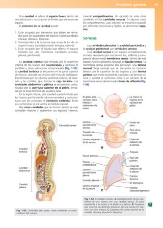 Anatomía general 69
Una cavidad se refiere al espacio hueco dentro de
una estructura o un conjunto de límites que encierran ese
espacio.
El volumen de la cavidad puede:
1. Estar ocupado por elementos que deben ser retira-
dos para ver las paredes del espacio hueco (cavidades
craneal, orbitaria, torácica).
2. Corresponder a la sustancia que ocupa la luz de un
órgano hueco (cavidades nasal, laríngea, uterina).
3. Estar ocupado por el líquido que rellena el espacio
limitado por una membrana (cavidades articular,
pleural, peritoneal).
La cavidad craneal está limitada por la superficie
interna de los huesos del neurocráneo y contiene el
encéfalo y otras estructuras intracraneales (fig. 1-55).
La cavidad torácica se encuentra en la parte superior
del tronco, ubicada por encima del músculo diafragma.
Está limitada por la columna vertebral torácica, el ester-
nón y las costillas, que forman la caja torácica. Las
cavidades abdominal y pélvica se encuentran comu-
nicadas por la abertura superior de la pelvis, limita-
da por la línea terminal de la pelvis ósea.
En la región dorsal, otra cavidad queda limitada por
los huesos que forman la columna vertebral y las estruc-
turas que los conectan: el conducto vertebral. Entre
sus contenidos se encuentra la médula espinal.
Hay otras cavidades que se forman dentro de esas
cavidades mayores y segmentan sus espacios internos,
creando compartimentos. Un ejemplo de estas otras
cavidades son las cavidades serosas. En algunos casos
los compartimentos, cuyo volumen se encuentra ocupado
por diferentes estructuras y tejidos, se denominan espa-
cios.
Serosas
Las cavidades pleurales, la cavidad pericárdica y
la cavidad peritoneal son cavidades serosas.
Una cavidad serosa es un espacio completamente
cerrado, recubierto por una lámina lisa, brillante y trans-
parente denominada membrana serosa. Dentro de este
espacio hay una pequeña cantidad de líquido seroso. La
membrana serosa presenta dos porciones: una lámina
visceral [hoja visceral] que se encuentra en contacto
directo con la superficie de los órganos y una lámina
parietal que reviste la pared de la cavidad. Las láminas vis-
ceral y parietal se continúan entre sí en sectores de la
membrana serosa denominados líneas de reflexión (fig.
1-56).
Cavidad craneal
Cavidad
torácica
Cavidad
abdominal
Cavidad
pélvica
Fig. 1-55. Cavidades del cuerpo, vistas mediante un corte
mediano del cuerpo.
El globo está
cerrado, poco
inflado y
rodeando a la
mano
La mano no
ingresa en la
cavidad del
globo
Lámina
parietal de la
serosa
Cavidad de
la serosa
Lámina visceral
de la serosa
Pared del tórax
Fascia
endotorácica
Lámina
parietal de la
pleura
Cavidad pleural
Lámina visceral
de la pleura
Fondo de
saco
Raíz de la
víscera
Línea de
reflexión de
la serosa
Tráquea
Raíz del
pulmón
Línea de
reflexión de
la pleura
Pulmón
derecho
M. diafragma
Receso
costodiafragmático
A
B
C
Fig. 1-56. Cavidades serosas. A. Representación de las rela-
ciones de una víscera con una cavidad serosa. El puño
representa a la víscera y el globo a la serosa. B. Esquema
que muestra las distintas porciones de una serosa en rela-
ción con una víscera. C. Esquema del corte coronal de la
cavidad pleural y el pulmón derechos.
b027-01.qxd 7/14/11 12:50 PM Page 69
ERRNVPHGLFRVRUJ
 
