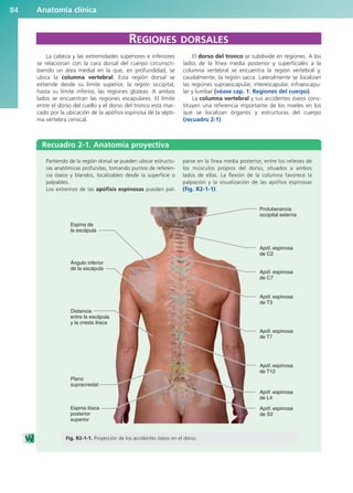 Recuadro 2-1. Anatomía proyectiva
Protuberancia
occipital externa
Espina de
la escápula
Ángulo inferior
de la escápula
Distancia
entre la escápula
y la cresta ilíaca
Plano
supracrestal
Espina ilíaca
posterior
superior
Apóf. espinosa
de C2
Apóf. espinosa
de C7
Apóf. espinosa
de T3
Apóf. espinosa
de T7
Apóf. espinosa
de T12
Apóf. espinosa
de L4
Apóf. espinosa
de S2
Partiendo de la región dorsal se pueden ubicar estructu-
ras anatómicas profundas, tomando puntos de referen-
cia óseos y blandos, localizables desde la superficie o
palpables.
Los extremos de las apófisis espinosas pueden pal-
parse en la línea media posterior, entre los relieves de
los músculos propios del dorso, situados a ambos
lados de ellas. La flexión de la columna favorece la
palpación y la visualización de las apófisis espinosas
(fig. R2-1-1).
Fig. R2-1-1. Proyección de los accidentes óseos en el dorso.
Anatomía clínica
84
La cabeza y las extremidades superiores e inferiores
se relacionan con la cara dorsal del cuerpo circunscri-
biendo un área medial en la que, en profundidad, se
ubica la columna vertebral. Esta región dorsal se
extiende desde su límite superior, la región occipital,
hasta su límite inferior, las regiones glúteas. A ambos
lados se encuentran las regiones escapulares. El límite
entre el dorso del cuello y el dorso del tronco está mar-
cado por la ubicación de la apófisis espinosa de la sépti-
ma vértebra cervical.
El dorso del tronco se subdivide en regiones. A los
lados de la línea media posterior y superficiales a la
columna vertebral se encuentra la región vertebral y,
caudalmente, la región sacra. Lateralmente se localizan
las regiones supraescapular, interescapular, infraescapu-
lar y lumbar (véase cap. 1: Regiones del cuerpo).
La columna vertebral y sus accidentes óseos cons-
tituyen una referencia importante de los niveles en los
que se localizan órganos y estructuras del cuerpo
(recuadro 2-1).
REGIONES DORSALES
b027-02.qxd 7/27/11 2:06 PM Page 84
ERRNVPHGLFRVRUJ
 
