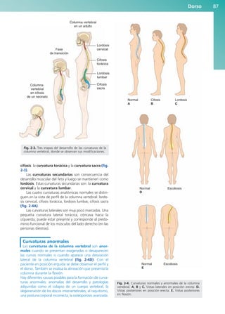 cifosis: la curvatura torácica y la curvatura sacra (fig.
2-3).
Las curvaturas secundarias son consecuencia del
desarrollo muscular del feto y luego se mantienen como
lordosis. Estas curvaturas secundarias son: la curvatura
cervical y la curvatura lumbar.
Las cuatro curvaturas anatómicas normales se distin-
guen en la vista de perfil de la columna vertebral: lordo-
sis cervical, cifosis torácica, lordosis lumbar, cifosis sacra
(fig. 2-4A).
Las curvaturas laterales son muy poco marcadas. Una
pequeña curvatura lateral torácica, cóncava hacia la
izquierda, puede estar presente y corresponde al predo-
minio funcional de los músculos del lado derecho (en las
personas diestras).
Curvaturas anormales
Las curvaturas de la columna vertebral son anor-
males cuando se presentan exageradas o desaparecen
las curvas normales o cuando aparece una desviación
lateral de la columna vertebral (fig. 2-4D). Con el
paciente en posición erguida se debe observar el perfil y
el dorso. También se evalúa la alineación que presenta la
columna durante la flexión.
Hay diferentes causas posibles para la formación de curva-
turas anormales: anomalías del desarrollo y patologías
adquiridas como el colapso de un cuerpo vertebral, la
degeneración de los discos intervertebrales, el raquitismo,
una postura corporal incorrecta, la osteoporosis avanzada.
Dorso 87
Cifosis
sacra
Lordosis
lumbar
Cifosis
torácica
Lordosis
cervical
Columna vertebral
en un adulto
Fase
de transición
Columna
vertebral
en cifosis
de un neonato
Fig. 2-3. Tres etapas del desarrollo de las curvaturas de la
columna vertebral, donde se observan sus modificaciones.
Normal
A
Normal
D
Escoliosis
Normal
E
Escoliosis
Cifosis
B
Lordosis
C
Fig. 2-4. Curvaturas normales y anormales de la columna
vertebral. A, B y C. Vistas laterales en posición erecta. D.
Vistas posteriores en posición erecta. E. Vistas posteriores
en flexión.
b027-02.qxd 7/12/11 8:38 AM Page 87
ERRNVPHGLFRVRUJ
 
