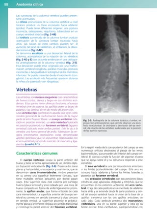 Las curvaturas de la columna vertebral pueden presen-
tarse acentuadas.
La cifosis pronunciada de la columna vertebral a nivel
torácico produce un tórax encorvado hacia adelante
(joroba). Puede tener diferentes orígenes: una postura
incorrecta, osteoporosis, raquitismo, tuberculosis en un
cuerpo vertebral torácico (fig. 2-4B).
La lordosis aumentada de la columna lumbar produce
acentuación de la curvatura lumbar incurvada hacia
atrás. Las causas de estos cambios pueden ser: el
aumento del peso del abdomen, el embarazo, la obesi-
dad extrema (fig. 2-4C).
Se denomina escoliosis a una desviación lateral de la
columna, acompañada de la rotación de las vértebras
(fig. 2-4D y E) que se puede evidenciar en una radiogra-
fía anteroposterior de la columna vertebral (fig. 2-5).
Esta desviación puede estar originada por una malfor-
mación vertebral congénita, parálisis muscular, posturas
incorrectas o desigualdad en la longitud de los miembros
inferiores. Se puede presentar desde el nacimiento (con-
génita). Las escoliosis más frecuentes aparecen durante
la niñez y la juventud y son idiopáticas.
Vértebras
Las vértebras son huesos irregulares con características
de huesos cortos, planos y largos en sus distintos acci-
dentes. Estas partes tienen diversas funciones: el cuerpo
vertebral sirve de soporte, las apófisis sirven de brazo de
palanca y las láminas sirven de medio de protección.
Una vértebra tipo (genérica) es aquella que sirve como
modelo general de la conformación básica de la mayor
parte de estos huesos. Posee: un cuerpo vertebral (ubi-
cado en posición anterior), un arco vertebral (ubicado
en posición posterior) y un foramen vertebral [agujero
vertebral] (ubicado entre ambas partes). Esto le da a la
vértebra una forma general de anillo. Además en la vér-
tebra encontramos protrusiones óseas denominadas
apófisis (procesos) que se encuentran relacionadas con
el arco vertebral y sirven de inserción de músculos y liga-
mentos (cuadro 2-1).
Características comunes
El cuerpo vertebral ocupa la parte anterior del
hueso y tiene la forma aproximada de un cilindro elípti-
co dispuesto verticalmente (fig. 2-6). Presenta dos caras
planas y horizontales, una superior y una inferior, que se
denominan caras intervertebrales. Ambas presentan
en su centro una superficie levemente cóncava, que
tiene múltiples orificios pequeños por donde pasan
vasos. Esta superficie ósea está cubierta por cartílago
hialino [placa terminal] y está rodeada por una zona de
hueso compacto en forma de anillo ligeramente promi-
nente, la epífisis anular, que forma el borde de cada
cara intervertebral. La superficie anterior del cuerpo ver-
tebral es convexa en sentido transversal y algo cóncava
en sentido vertical. La superficie posterior es práctica-
mente plana o levemente cóncava en sentido transversal
y constituye la pared anterior del foramen vertebral.
En la región media de la cara posterior del cuerpo se ven
numerosos orificios destinados al pasaje de las venas
basivertebrales, que proceden del interior del cuerpo ver-
tebral. El cuerpo cumple la función de soportar el peso
que se apoya sobre él y su estructura responde a este
cometido.
El arco vertebral se une por sus extremos anteriores
a los límites posterolaterales del cuerpo. Este arco es
cóncavo hacia adelante y forma los límites laterales y
posterior del foramen vertebral.
Los pedículos vertebrales son dos porciones óseas
cilíndricas, algo aplanadas, delgadas y estrechas, que se
encuentran en los extremos anteriores del arco verte-
bral. El eje de cada pedículo está orientado de adelante
hacia atrás y se extiende desde la parte posterior y late-
ral del cuerpo vertebral hasta la unión de la base de la
apófisis transversa con las dos apófisis articulares de
cada lado. Cada pedículo presenta dos escotaduras
vertebrales, una en su borde superior y otra en su
borde inferior. Estas escotaduras, superponiéndose con
Anatomía clínica
88
Fig. 2-5. Radiografía de la columna torácica y lumbar, en
proyección anteroposterior, que permite observar una esco-
liosis toracolumbar. Se distingue la desviación del eje verti-
cal y la rotación de las vértebras evidenciada por la posición
de las apófisis espinosas.
b027-02.qxd 7/12/11 8:38 AM Page 88
ERRNVPHGLFRVRUJ
 