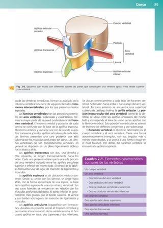Dorso 89
las de las vértebras inmediatas, forman a cada lado de la
columna vertebral una serie de agujeros llamados forá-
menes intervertebrales, por los que pasan los nervios
espinales.
Las láminas vertebrales son las porciones posterio-
res del arco vertebral. Aplanadas y cuadriláteras, for-
man la mayor parte de la pared posterolateral del fora-
men vertebral. El extremo medial y posterior de cada
lámina se confunde con la base de la apófisis espinosa.
El extremo anterior y lateral se une con la base de la apó-
fisis transversa y las dos apófisis articulares de cada lado.
Las láminas presentan una cara posterior que está
cubierta por los músculos profundos del dorso. Las lámi-
nas vertebrales no son completamente verticales, en
general se disponen en un plano ligeramente oblicuo
hacia abajo y atrás.
Las apófisis transversas son dos, una derecha y
otra izquierda, se dirigen transversalmente hacia los
lados. Cada una posee una base que la une a la porción
del arco vertebral ubicado entre las apófisis articulares
superior e inferior del mismo lado. El vértice de la apófi-
sis transversa sirve de lugar de inserción de ligamentos y
músculos.
La apófisis espinosa es de ubicación media y pos-
terior. Desde su unión con las láminas se dirige hacia
atrás, con la forma aproximada de una espina. La base
de la apófisis espinosa la une con el arco vertebral. Sus
dos caras laterales se encuentran en relación con los
músculos profundos del dorso. El borde inferior es gene-
ralmente más grueso que el borde superior. El vértice
y sus bordes son lugares de inserción de ligamentos y
músculos.
Las apófisis articulares (cigapófisis) son formacio-
nes ubicadas en posición lateral al foramen vertebral y
destinadas a la articulación de las vértebras entre sí. Son
cuatro apófisis en total: dos superiores y dos inferiores.
Se ubican simétricamente a cada lado del foramen ver-
tebral. Sobresalen hacia arriba o hacia abajo del arco ver-
tebral. En cada extremo se encuentra una superficie
cubierta de cartílago hialino, la carilla articular. La por-
ción interarticular del arco vertebral [istmo de la vér-
tebra] se ubica entre las apófisis articulares del mismo
lado y corresponde al área de unión de las apófisis con
la lámina vertebral. Esta porción interarticular es asiento
de lesiones por defectos congénitos y por sobrecarga.
El foramen vertebral es el orificio delimitado por el
cuerpo vertebral y el arco vertebral. Tiene una forma
aproximadamente triangular, con sus ángulos más o
menos redondeados, y se acerca a una forma circular en
el nivel torácico. Por detrás del foramen vertebral se
encuentra la apófisis espinosa.
Apófisis espinosa
Apófisis transversa
Apófisis articular
superior
Apófisis articular
inferior
Cuerpo vertebral
Arco
vertebral
Pedículo
Lámina
Fig. 2-6. Esquema que resalta con diferentes colores las partes que constituyen una vértebra típica. Vista desde superior
y dorsolateral.
Cuadro 2-1. Elementos característicos
comunes de las vértebras
Un cuerpo vertebral
Un arco vertebral
- Dos láminas del arco vertebral
- Dos pedículos del arco vertebral
- Dos escotaduras vertebrales superiores
- Dos escotaduras vertebrales inferiores
Un foramen vertebral
Dos apófisis articulares superiores
Dos apófisis articulares inferiores
Dos apófisis transversas
Una apófisis espinosa
b027-02.qxd 7/12/11 8:38 AM Page 89
ERRNVPHGLFRVRUJ
 