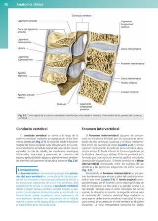 Conducto vertebral
El conducto vertebral se forma a lo largo de la
columna vertebral, mediante la superposición de los forá-
menes vertebrales (fig. 2-7). Se extiende desde el foramen
magno (del hueso occipital) hasta el hiato sacro. En su inte-
rior encontramos la médula espinal, las raíces de los nervios
espinales, la cola de caballo, las membranas meníngeas
(duramadre, aracnoides y piamadre), el contenido del
espacio epidural (tejido adiposo y plexos venosos vertebra-
les internos) y el ligamento longitudinal posterior (fig. 2-8).
Laminectomía
La laminectomía es la remoción quirúrgica de porcio-
nes del arco vertebral en un sector de la columna ver-
tebral. Se remueven o recortan parcialmente la lámina y
las estructuras adyacentes de una o más vértebras. Este
procedimiento brinda un acceso al conducto vertebral
desde la región dorsal y también permite ampliar su diá-
metro con el objetivo de descomprimir su contenido. La
laminectomía puede emplearse como tratamiento de
una estenosis vertebral con compresión de la médula
espinal o como vía de acceso al disco intervertebral para
el tratamiento de la hernia de disco.
Foramen intervertebral
El foramen intervertebral [agujero de conjun-
ción] se encuentra limitado por las escotaduras verte-
brales de dos vértebras sucesivas y el disco interverte-
bral entre los cuerpos de éstas (cuadro 2-2). El límite
superior corresponde al pedículo de la vértebra ubica-
da por arriba. El límite inferior lo forma el pedículo de
la vértebra ubicada por debajo. El límite posterior está
formado por la articulación entre las apófisis articulares
(articulación cigapofisaria). El límite anterior es el disco
intervertebral interpuesto entre los cuerpos de las
vértebras y las porciones adyacentes de estos cuerpos
(fig. 2-9).
Atravesando el foramen intervertebral se encuen-
tran los elementos que entran y salen del conducto verte-
bral en este nivel (cuadro 2-3). El nervio espinal corres-
pondiente pasa por el foramen y en la región profunda de
éste se encuentran sus dos raíces y su ganglio (anexo a la
raíz dorsal). También pasa el ramo meníngeo del nervio
espinal, de dirección recurrente. La irrigación arterial para
el contenido del conducto vertebral llega mediante la
rama espinal de las arterias vertebral, intercostal, lumbar o
sacra lateral, de acuerdo con el nivel vertebral en el que se
encuentre. La vena intervertebral comunica los plexos
Anatomía clínica
90
Conducto vertebral
Foramen intervertebral
Ligamento amarillo
Ligamento
interespinoso
Ligamento
supraespinoso
Apófisis
espinosa
Apófisis articular
inferior
Lámina
Corte del ligamento
amarillo
Ligamento
longitudinal
anterior
Ligamento
longitudinal
posterior
Pedículo
Cuerpo vertebral
Disco intervertebral
Disco intervertebral
Núcleo pulposo
Fig. 2-7. Corte sagital de la columna vertebral a nivel lumbar, visto desde la derecha. Vista medial de las paredes del conducto
vertebral.
b027-02.qxd 7/12/11 8:38 AM Page 90
ERRNVPHGLFRVRUJ
 