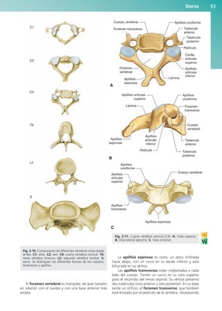 El foramen vertebral es triangular, de gran tamaño
en relación con el cuerpo y con una base anterior más
amplia.
La apófisis espinosa es corta, un poco inclinada
hacia abajo, con un surco en su borde inferior y está
bifurcada en su vértice.
Las apófisis transversas están implantadas a cada
lado del cuerpo. Tienen un surco en su cara superior
para el recorrido del nervio espinal. Su vértice presenta
dos tubérculos (uno anterior y otro posterior). En su base
existe un orificio, el foramen transverso, que también
está limitado por el pedículo de la vértebra. Atravesando
Dorso 93
C1
C2
C4
T6
L2
S
Fig. 2-10. Comparación de diferentes vértebras vistas desde
arriba. C1: atlas. C2: axis. C4: cuarta vértebra cervical. T6:
sexta vértebra torácica. L2: segunda vértebra lumbar. S:
sacro. Se distinguen las diferentes formas de los cuerpos,
forámenes y apófisis.
Foramen transverso
Foramen
vertebral
Apófisis
espinosa
A
Apófisis
articular
inferior
Lámina
Carilla
articular
superior
Pedículo
Tubérculo
posterior
Tubérculo
anterior
Cuerpo vertebral Apófisis unciforme
Apófisis articular
superior
Lámina
Apófisis
espinosa
B
Apófisis
articular
inferior
Pedículo Tubérculo
posterior
Tubérculo
anterior
Cuerpo
vertebral
Foramen
transverso
Apófisis
unciforme
C
Apófisis
articular
superior
Apófisis
unciforme
Cuerpo vertebral
Apófisis espinosa
Apófisis
transversa
Fig. 2-11. Cuarta vértebra cervical (C4). A. Vista superior.
B. Vista lateral derecha. C. Vista anterior.
b027-02.qxd 7/12/11 8:38 AM Page 93
ERRNVPHGLFRVRUJ
 