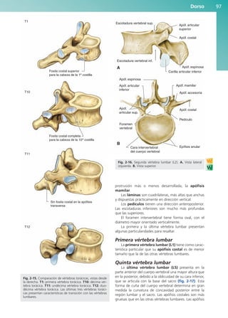 protrusión más o menos desarrollada, la apófisis
mamilar.
Las láminas son cuadriláteras, más altas que anchas
y dispuestas prácticamente en dirección vertical.
Los pedículos tienen una dirección anteroposterior.
Las escotaduras inferiores son mucho más profundas
que las superiores.
El foramen intervertebral tiene forma oval, con el
diámetro mayor orientado verticalmente.
La primera y la última vértebra lumbar presentan
algunas particularidades para resaltar.
Primera vértebra lumbar
La primera vértebra lumbar (L1) tiene como carac-
terística particular que su apófisis costal es de menor
tamaño que la de las otras vértebras lumbares.
Quinta vértebra lumbar
La última vértebra lumbar (L5) presenta en la
parte anterior del cuerpo vertebral una mayor altura que
en la posterior, debido a la oblicuidad de su cara inferior,
que se articula con la base del sacro (fig. 2-17). Esta
forma de cuña del cuerpo vertebral determina en gran
medida la curvatura de concavidad posterior entre la
región lumbar y el sacro. Las apófisis costales son más
gruesas que en las otras vértebras lumbares. Las apófisis
Dorso 97
Fosita costal superior
para la cabeza de la 1a
costilla
T1
T10
T11
T12
Fosita costal completa
para la cabeza de la 10a
costilla
Sin fosita costal en la apófisis
transversa
Fig. 2-15. Comparación de vértebras torácicas, vistas desde
la derecha. T1: primera vértebra torácica. T10: décima vér-
tebra torácica. T11: undécima vértebra torácica. T12: duo-
décima vértebra torácica. Las últimas tres vértebras toráci-
cas presentan características de transición con las vértebras
lumbares.
Escotadura vertebral sup.
Pedículo
Epífisis anular
Cara intervertebral
del cuerpo vertebral
Escotadura vertebral inf.
A
B
Apóf. articular
superior
Apóf. costal
Apóf. espinosa
Apóf. mamilar
Apóf. costal
Apóf. accesoria
Apóf. espinosa
Foramen
vertebral
Apóf. articular
inferior
Apóf.
articular sup.
Carilla articular inferior
Fig. 2-16. Segunda vértebra lumbar (L2). A. Vista lateral
izquierda. B. Vista superior.
b027-02.qxd 7/12/11 8:38 AM Page 97
ERRNVPHGLFRVRUJ
 