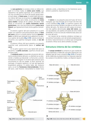 La cara posterior es convexa y tiene un relieve irre-
gular en la línea media, la cresta sacra media, que
representa a las apófisis espinosas. En su extremo infe-
rior hay una abertura con forma de ángulo agudo abier-
to hacia abajo, el hiato sacro. A ambos lados del extre-
mo inferior del hiato se encuentran las astas del sacro.
Lateral a la cresta sacra media, se encuentra la cresta
sacra medial, vestigio de las apófisis articulares. Más
lateral se encuentran los cuatro forámenes sacros
posteriores y aún más hacia lateral está la cresta sacra
lateral, que representa la fusión de las apófisis transver-
sas.
El extremo superior del sacro presenta en su parte
media una superficie oval prácticamente plana, la base
del sacro, que en su borde anterior forma el promon-
torio, accidente que sobresale hacia adelante en la aber-
tura superior de la pelvis (fig. 2-19). Lateral a la base se
encuentra una superficie triangular amplia, el ala del
sacro.
El extremo inferior del sacro presenta una pequeña
superficie oval, prácticamente plana: el vértice del
sacro.
En la parte superior de la cara lateral del sacro se
encuentra la carilla auricular, superficie articular para
el hueso coxal.
El conducto sacro corresponde a la porción del con-
ducto vertebral dentro del sacro, su diámetro se va redu-
ciendo a medida que desciende. La forma de su sección
transversal es triangular. En el interior del conducto sacro
encontramos la cola de caballo, el filum terminal, las
meninges, el espacio epidural y el final del ligamento
longitudinal posterior. A ambos lados del conducto
sacro, se ven los forámenes intervertebrales. Dentro
del sacro, cada foramen intervertebral se divide hacia
adelante y atrás, y desemboca en los forámenes sacros
anterior y posterior, respectivamente.
Cóccix
El cóccix es una pequeña pieza de hueso de forma
triangular, que está formado por la fusión de entre tres
y cinco vértebras (fig. 2-20). La superficie superior del
cuerpo de la primera vértebra coccígea se articula con el
vértice del sacro. Por detrás de este cuerpo se encuen-
tran dos apófisis denominadas astas del cóccix, que
son equivalentes a las apófisis articulares de otros niveles
vertebrales. El cóccix se articula mediante estas astas con
las astas del sacro.
Los cuerpos de las restantes vértebras coccígeas se
encuentran fusionados y son de tamaño progresivamen-
te menor, hasta terminar en un vértice que corresponde
al extremo inferior de la última vértebra coccígea.
Estructura interna de las vértebras
El cuerpo vertebral se compone en gran medida de
hueso esponjoso o trabecular, que está cubierto por una
delgada capa de hueso compacto (fig. 2-21). El tamaño
de las trabéculas es proporcional a la carga que soportan
los cuerpos en los distintos niveles y se disponen siguien-
Dorso 99
Base
del sacro
Carilla auricular
Cresta
sacra lateral
Cresta
sacra media
Foramen
sacro
posterior
Asta del sacro
Tuberosidad
sacra
Promontorio
Fig. 2-19. Hueso sacro, vista lateral derecha.
1a vértebra coccígea
2a vértebra coccígea
4a vértebra coccígea
1a vértebra coccígea
2a vértebra coccígea
4a vértebra coccígea
3a vértebra coccígea
Base del cóccix
A
B
Asta del cóccix
Astas del cóccix
3a vértebra coccígea
5a vértebra coccígea
Vértice del cóccix
Fig. 2-20. Hueso cóccix. A. Vista anterior. B: Vista posterior.
b027-02.qxd 7/12/11 8:38 AM Page 99
ERRNVPHGLFRVRUJ
 