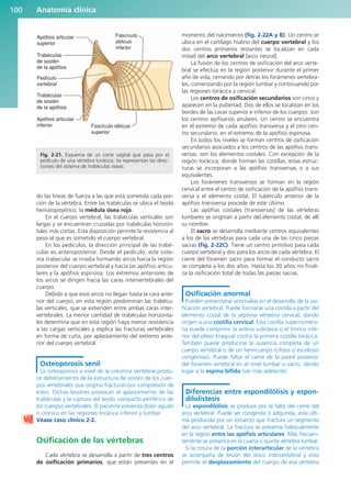 do las líneas de fuerza a las que está sometida cada por-
ción de la vértebra. Entre las trabéculas se ubica el tejido
hematopoyético, la médula ósea roja.
En el cuerpo vertebral, las trabéculas verticales son
largas y se encuentran cruzadas por trabéculas horizon-
tales más cortas. Esta disposición permite la resistencia al
peso al que es sometido el cuerpo vertebral.
En los pedículos, la dirección principal de las trabé-
culas es anteroposterior. Desde el pedículo, este siste-
ma trabecular se irradia formando arcos hacia la región
posterior del cuerpo vertebral y hacia las apófisis articu-
lares y la apófisis espinosa. Los extremos anteriores de
los arcos se dirigen hacia las caras intervertebrales del
cuerpo.
Debido a que esos arcos no llegan hasta la cara ante-
rior del cuerpo, en esta región predominan las trabécu-
las verticales, que se extienden entre ambas caras inter-
vertebrales. La menor cantidad de trabéculas horizonta-
les determina que en esta región haya menor resistencia
a las cargas verticales y explica las fracturas vertebrales
en forma de cuña, por aplastamiento del extremo ante-
rior del cuerpo vertebral.
Osteoporosis senil
La osteoporosis a nivel de la columna vertebral produ-
ce debilitamiento de la estructura de sostén de los cuer-
pos vertebrales que origina fracturas por compresión de
éstos. Dichas lesiones provocan el aplastamiento de las
trabéculas y la ruptura del tejido compacto periférico de
los cuerpos vertebrales. El paciente presenta dolor agudo
o crónico en las regiones torácica inferior y lumbar.
Véase caso clínico 2-2.
Osificación de las vértebras
Cada vértebra se desarrolla a partir de tres centros
de osificación primarios, que están presentes en el
momento del nacimiento (fig. 2-22A y B). Un centro se
ubica en el cartílago hialino del cuerpo vertebral y los
dos centros primarios restantes se localizan en cada
mitad del arco vertebral [arco neural].
La fusión de los centros de osificación del arco verte-
bral se efectúa en la región posterior durante el primer
año de vida, cerrando por detrás los forámenes vertebra-
les, comenzando por la región lumbar y continuando por
las regiones torácica y cervical.
Los centros de osificación secundarios son cinco y
aparecen en la pubertad. Dos de ellos se localizan en los
bordes de las caras superior e inferior de los cuerpos: son
los centros epifisarios anulares. Un centro se encuentra
en el extremo de cada apófisis transversa y el otro cen-
tro secundario, en el extremo de la apófisis espinosa.
En todos los niveles se forman centros de osificación
secundarios asociados a los centros de las apófisis trans-
versas: son los elementos costales. Con excepción de la
región torácica, donde forman las costillas, estas estruc-
turas se incorporan a las apófisis transversas o a sus
equivalentes.
Los forámenes transversos se forman en la región
cervical entre el centro de osificación de la apófisis trans-
versa y el elemento costal. El tubérculo anterior de la
apófisis transversa procede de este último.
Las apófisis costales [transversas] de las vértebras
lumbares se originan a partir del elemento costal, de allí
su nombre.
El sacro se desarrolla mediante centros equivalentes
a los de las vértebras para cada una de las cinco piezas
sacras (fig. 2-22C). Tiene un centro primitivo para cada
cuerpo vertebral y dos para los arcos de cada vértebra. El
cierre del foramen sacro para formar el conducto sacro
se completa a los dos años. Hasta los 30 años no finali-
za la osificación total de todas las piezas sacras.
Osificación anormal
Pueden presentarse anomalías en el desarrollo de la osi-
ficación vertebral. Puede formarse una costilla a partir del
elemento costal de la séptima vértebra cervical, dando
origen a una costilla cervical. Esta costilla supernumera-
ria puede comprimir la arteria subclavia o el tronco infe-
rior del plexo braquial contra la primera costilla torácica.
También puede producirse la ausencia completa de un
cuerpo vertebral o de un hemicuerpo (cifosis o escoliosis
congénitas). Puede faltar el cierre de la pared posterior
del foramen vertebral en el nivel lumbar o sacro, dando
lugar a la espina bífida (ver más adelante).
Diferencias entre espondilólisis y espon-
dilolistesis
La espondilólisis se produce por la falta del cierre del
arco vertebral. Puede ser congénita o adquirida, esta últi-
ma producida por un esfuerzo que fractura un segmento
del arco vertebral. La fractura se presenta habitualmente
en la región entre las apófisis articulares. Más frecuen-
temente se presenta en la cuarta o quinta vértebra lumbar.
Si la rotura de la porción interarticular de la vértebra
se acompaña de lesión del disco intervertebral y esto
permite el desplazamiento del cuerpo de esa vértebra
Anatomía clínica
100
Trabéculas
de sostén
de la apófisis
Trabéculas
de sostén
de la apófisis
Apófisis articular
superior
Fascículo
oblicuo
inferior
Fascículo oblicuo
superior
Pedículo
vertebral
Apófisis articular
inferior
Fig. 2-21. Esquema de un corte sagital que pasa por el
pedículo de una vértebra torácica. Se representan las direc-
ciones del sistema de trabéculas óseas.
b027-02.qxd 7/12/11 8:38 AM Page 100
ERRNVPHGLFRVRUJ
 
