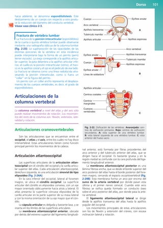hacia adelante, se denomina espondilolistesis. Este
deslizamiento de un cuerpo con respecto a otro produ-
ce la reducción del diámetro del conducto vertebral.
Véase caso clínico 2-3.
Fractura de vértebra lumbar
La fractura de la porción interarticular (espondilólisis)
de la cuarta o quinta vértebra lumbar puede observarse
mediante una radiografía oblicua de la columna lumbar
(fig. 2-23). La superposición de las opacidades de las
distintas porciones de la vértebra en esta incidencia
puede interpretarse bajo la forma de un perrito (perro
terrier escocés). La oreja corresponde a la apófisis articu-
lar superior, la pata delantera a la apófisis articular infe-
rior, el cuello es la porción interarticular (istmo), el hoci-
co es la apófisis costal y el ojo es el pedículo de ese lado.
La fractura se observa como una línea radiolúcida atra-
vesando la porción interarticular, como si fuera un
“collar” en la figura del perrito.
Un perrito con un collar ancho representa el desplaza-
miento de los cuerpos vertebrales, es decir, el grado de
espondilolistesis.
Articulaciones de la
columna vertebral
La columna vertebral a nivel del atlas y del axis sólo
puede realizar movimientos de rotación. Los movimien-
tos del resto de la columna son: flexión, extensión, late-
ralidad y rotación.
Articulaciones craneovertebrales
Son las articulaciones que se encuentran entre el
occipital, el atlas y el axis, entre los cuales no hay disco
intervertebral. Estas articulaciones tienen como función
principal permitir los movimientos de la cabeza.
Articulación atlantooccipital
Las superficies articulares de la articulación atlan-
tooccipital son el cóndilo del occipital y la carilla articu-
lar superior del atlas. Cada articulación atlantooccipital,
derecha e izquierda, es una articulación sinovial de tipo
elipsoidea (fig. 2-24A).
En la cara inferior del occipital, lateral al foramen
magno, se ubica el cóndilo occipital. La superficie
articular del cóndilo es elipsoidea convexa, con un eje
mayor orientado oblicuamente hacia atrás y lateral. El
atlas presenta la superficie cóncava elipsoidea de la
carilla articular en la parte superior de su masa lateral
y con la misma orientación de su eje mayor que el cón-
dilo.
La cápsula articular es delgada y bastante laxa, y se
inserta en los límites de las superficies articulares.
La membrana atlantooccipital anterior, ubicada
por detrás del extremo superior del ligamento longitudi-
nal anterior, está formada por fibras procedentes del
arco anterior y del tubérculo anterior del atlas, que se
dirigen hacia el occipital. Es bastante gruesa y en la
región medial se confunde con la cara profunda del liga-
mento longitudinal anterior.
La membrana atlantooccipital posterior es una
lámina fibrosa ancha, que va desde el borde superior del
arco posterior del atlas hasta el borde posterior del fora-
men magno, cerrando el espacio occipitovertebral (fig.
2-24B). Esta membrana forma un arco por encima del
surco de la arteria vertebral por donde pasan esta
última y el primer nervio cervical. Cuando este arco
fibroso se osifica queda formado un conducto óseo
sobre el arco posterior del atlas, por donde pasa la arte-
ria vertebral.
El ligamento atlantooccipital lateral se dirige
desde la apófisis transversa del atlas hasta la apófisis
yugular del occipital.
Los movimientos principales de estas articulaciones
son los de flexión y extensión del cráneo, con escasa
inclinación lateral y rotación.
Dorso 101
Arco vertebral
Arco vertebral
Cuerpos
vertebrales
Cuerpo
Cuerpo
Epífisis anular
Epífisis anular
Línea de soldadura
Apófisis espinosa
A
B
C
Apófisis transversa
Apófisis transversa
Apófisis articular
Apófisis articular
Centros costales
Centros
marginales
Apófisis espinosa
Tubérculo mamilar
Tubérculo mamilar
Epífisis anular
Fig. 2-22. Osificación de las vértebras. Anaranjado: cen-
tros de osificación primarios. Rojo: centros de osificación
secundarios. A: vista superior de una vértebra lumbar.
B: vista lateral izquierda de una vértebra lumbar. C: vista
anterior del hueso sacro.
b027-02.qxd 7/12/11 8:38 AM Page 101
ERRNVPHGLFRVRUJ
 