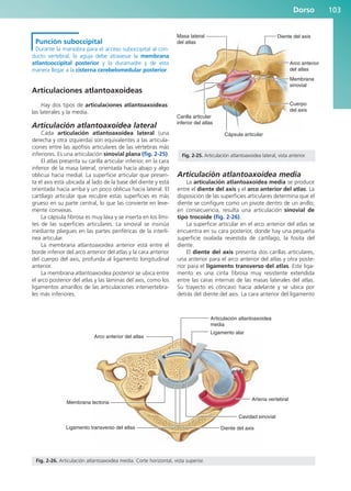 Dorso 103
Punción suboccipital
Durante la maniobra para el acceso suboccipital al con-
ducto vertebral, la aguja debe atravesar la membrana
atlantooccipital posterior y la duramadre y de esta
manera llegar a la cisterna cerebelomedular posterior.
Articulaciones atlantoaxoideas
Hay dos tipos de articulaciones atlantoaxoideas:
las laterales y la media.
Articulación atlantoaxoidea lateral
Cada articulación atlantoaxoidea lateral (una
derecha y otra izquierda) son equivalentes a las articula-
ciones entre las apófisis articulares de las vértebras más
inferiores. Es una articulación sinovial plana (fig. 2-25).
El atlas presenta su carilla articular inferior, en la cara
inferior de la masa lateral, orientada hacia abajo y algo
oblicua hacia medial. La superficie articular que presen-
ta el axis está ubicada al lado de la base del diente y está
orientada hacia arriba y un poco oblicua hacia lateral. El
cartílago articular que recubre estas superficies es más
grueso en su parte central, lo que las convierte en leve-
mente convexas.
La cápsula fibrosa es muy laxa y se inserta en los lími-
tes de las superficies articulares. La sinovial se insinúa
mediante pliegues en las partes periféricas de la interlí-
nea articular.
La membrana atlantoaxoidea anterior está entre el
borde inferior del arco anterior del atlas y la cara anterior
del cuerpo del axis, profunda al ligamento longitudinal
anterior.
La membrana atlantoaxoidea posterior se ubica entre
el arco posterior del atlas y las láminas del axis, como los
ligamentos amarillos de las articulaciones intervertebra-
les más inferiores.
Articulación atlantoaxoidea media
La articulación atlantoaxoidea media se produce
entre el diente del axis y el arco anterior del atlas. La
disposición de las superficies articulares determina que el
diente se configure como un pivote dentro de un anillo;
en consecuencia, resulta una articulación sinovial de
tipo trocoide (fig. 2-26).
La superficie articular en el arco anterior del atlas se
encuentra en su cara posterior, donde hay una pequeña
superficie ovalada revestida de cartílago, la fosita del
diente.
El diente del axis presenta dos carillas articulares,
una anterior para el arco anterior del atlas y otra poste-
rior para el ligamento transverso del atlas. Este liga-
mento es una cinta fibrosa muy resistente extendida
entre las caras internas de las masas laterales del atlas.
Su trayecto es cóncavo hacia adelante y se ubica por
detrás del diente del axis. La cara anterior del ligamento
Masa lateral
del atlas
Cápsula articular
Diente del axis
Cuerpo
del axis
Membrana
sinovial
Arco anterior
del atlas
Carilla articular
inferior del atlas
Fig. 2-25. Articulación atlantoaxoidea lateral, vista anterior.
Arco anterior del atlas
Articulación atlantoaxoidea
media
Ligamento alar
Arteria vertebral
Cavidad sinovial
Diente del axis
Ligamento transverso del atlas
Membrana tectoria
Fig. 2-26. Articulación atlantoaxoidea media. Corte horizontal, vista superior.
b027-02.qxd 7/12/11 8:38 AM Page 103
ERRNVPHGLFRVRUJ
 