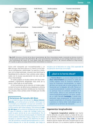 Dorso 105
forma está compuesta por mucopolisacáridos y un
88% de agua. No tiene vasos en su interior. En los jóve-
nes es transparente y deformable. Se opacifica y endu-
rece con la edad avanzada, situación que disminuye la
flexibilidad de la columna. Esos cambios están relacio-
nados con la escasa vascularización de esta zona del
disco intervertebral.
El núcleo pulposo se localiza dentro del disco inter-
vertebral y ligeramente desplazado hacia atrás de su
centro, sobre todo en el nivel lumbar.
En los movimientos de la columna, el núcleo pulpo-
so tiene la función de deformarse y desplazarse y de esta
manera amortigua la presión recibida por los movimien-
tos y el peso. Estos cambios están limitados por el anillo
fibroso.
Variaciones del tamaño del disco
La cantidad de agua retenida por los discos interver-
tebrales, y en consecuencia su tamaño, disminuye con
la actividad y la compresión a la que son sometidos. La
carga vertical de la columna vertebral produce el aumen-
to de la presión del núcleo pulposo. Esto provoca la sali-
da del agua de la sustancia cartilaginosa que lo forma.
El agua se absorbe a través del cartílago hialino que
cubre la parte central de la cara intervertebral. Por el
contrario, si la columna está descargada, la hidrofilia del
núcleo pulposo reabsorbe el agua y luego de un tiempo
recupera su volumen original. Esto determina la reduc-
ción de la estatura corporal (aproximadamente un centí-
metro) después de un día de actividad, que luego se
recupera con el descanso sin carga. Esta capacidad de
recuperación disminuye con la edad.
La hernia discal es un proceso degenerativo del
disco intervertebral que produce la salida del
núcleo pulposo hacia el conducto vertebral o
hacia los forámenes intervertebrales. La región
del disco por donde sale el núcleo pulposo se ve
favorecida por la delgadez del anillo fibroso en
su parte posterolateral. Cuando el núcleo pulpo-
so protruye hacia el conducto vertebral en el
nivel lumbar, afecta la cara profunda del liga-
mento longitudinal posterior y lo tensa, causan-
do un dolor llamado lumbalgia. Cuando esta
protrusión sigue progresando, el nervio espinal
queda comprimido en el foramen intervertebral
y provoca un intenso dolor (radiculalgia) que se
proyecta en su territorio de inervación.
Ligamentos longitudinales
El ligamento longitudinal anterior está fuerte-
mente adherido a la parte anterior y media de los cuer-
pos vertebrales y unido más laxamente a la cara anterior
de los discos intervertebrales (fig. 2-28). Se extiende
desde la porción basilar del hueso occipital hasta la cara
anterior del sacro. En su extremo superior el ligamento
Arco vertebral
Lig. longitudinal
posterior
Lig. longitudinal
anterior
Disco intervertebral
A B E
C D F
Anillo fibroso Núcleo pulposo Foramen intervertebral
Carga
Lámina de cartílago
hialino
Lámina de cartílago
hialino
Cuerpo vertebral
Láminas concéntricas
Anillo fibroso Núcleo pulposo
Fig. 2-27. Estructura y función de los discos intervertebrales. A. Disco intervertebral aislado, mostrando las láminas concéntri-
cas de la parte más externa del anillo fibroso. B. Corte coronal del disco intervertebral, se ve el cartílago hialino que cubre a la
cara intervertebral del cuerpo. C. Corte sagital medio. D. Ampliación del corte C. E. Columna vertebral sin carga vertical.
F. Cuando se aplica una carga vertical el disco intervertebral se comprime.
¿Qué es la hernia discal?
b027-02.qxd 7/12/11 8:38 AM Page 105
ERRNVPHGLFRVRUJ
 