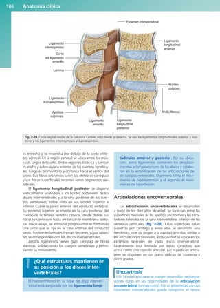 es estrecho y se ensancha por debajo de la sexta vérte-
bra cervical. En la región cervical se ubica entre los mús-
culos largos del cuello. En las regiones torácica y lumbar
es ancho y cubre la cara anterior de los cuerpos vertebra-
les, luego el promontorio y continúa hacia el vértice del
sacro. Sus fibras profundas unen las vértebras contiguas
y sus fibras superficiales recorren varios segmentos ver-
tebrales.
El ligamento longitudinal posterior se dispone
verticalmente uniéndose a los bordes posteriores de los
discos intervertebrales y a la cara posterior de los cuer-
pos vertebrales, sobre todo en sus bordes superior e
inferior. Cubre la pared anterior del conducto vertebral.
Su extremo superior se inserta en la cara posterior del
cuerpo de la tercera vértebra cervical, desde donde sus
fibras se continúan hacia arriba con la membrana tecto-
ria. Hacia abajo, se estrecha progesivamante formando
una cinta que se fija en la cara anterior del conducto
sacro. Sus bordes laterales forman festones, cuyas salien-
tes se corresponden con los discos intervertebrales.
Ambos ligamentos tienen gran cantidad de fibras
elásticas, solidarizando los cuerpos vertebrales y permi-
tiendo su movimiento.
El mantenimiento en su lugar del disco interver-
tebral está asegurado por los ligamentos longi-
tudinales anterior y posterior. Por su ubica-
ción, estos ligamentos contienen los desplaza-
mientos anteroposteriores de los discos y colabo-
ran en la estabilización de las articulaciones de
los cuerpos vertebrales. El primero limita el movi-
miento de hiperextensión y el segundo el movi-
miento de hiperflexión.
Articulaciones uncovertebrales
Las articulaciones uncovertebrales se desarrollan
a partir de los diez años de edad. Se localizan entre las
superficies mediales de las apófisis unciformes y las esco-
taduras laterales de la cara intervertebral inferior de las
vértebras cervicales (fig. 2-29). Estas superficies están
cubiertas por cartílago y entre ellas se desarrolla una
hendidura, que da origen a la cavidad articular, similar a
las articulaciones sinoviales. Esta cavidad se ubica en los
extremos laterales de cada disco intervertebral.
Lateralmente está limitada por tejido conectivo que
actúa como una cápsula articular. Las superficies articu-
lares se disponen en un plano oblicuo de cuarenta y
cinco grados.
Uncoartrosis
Con la edad avanzada se pueden desarrollar neoforma-
ciones óseas en las proximidades de la articulación
uncovertebral (uncoartrosis). Por su proximidad con los
forámenes intervertebrales puede comprimir el nervio
Anatomía clínica
106
Ligamento
interespinoso
Corte
del ligamento
amarillo
Lámina
Ligamento
supraespinoso
Apófisis
espinosa
Ligamento
amarillo
Foramen intervertebral
Ligamento
longitudinal
anterior
Núcleo
pulposo
Anillo fibroso
Ligamento
longitudinal
posterior
Fig. 2-28. Corte sagital medio de la columna lumbar, visto desde la derecha. Se ven los ligamentos longitudinales anterior y pos-
terior y los ligamentos interespinosos y supraespinoso.
¿Qué estructuras mantienen en
su posición a los discos inter-
vertebrales?
b027-02.qxd 7/12/11 8:38 AM Page 106
ERRNVPHGLFRVRUJ
 