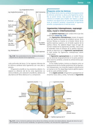 culos profundos del dorso. En las regiones inferiores de
la columna vertebral estos ligamentos son más altos y
gruesos.
El ligamento amarillo es muy resistente y elástico. Su
aspecto es diferente del de los otros ligamentos: es
menos brillante y de coloración amarillenta, debido a la
abundancia de fibras elásticas en su composición.
Espacios entre las láminas
En la flexión de la columna vertebral, los espacios entre
las láminas aumentan su altura y los ligamentos amari-
llos se ponen tensos. Esta posición de flexión de la
columna se emplea para ampliar ese espacio y poder
introducir una aguja en él, así como para acceder desde
atrás al conducto vertebral, atravesando el ligamento
amarillo correspondiente al nivel de acceso.
Ligamentos interespinosos, supraespi-
noso, nucal e intertransversos
Las apófisis espinosas están unidas entre sí por dos
sindesmosis (véase fig. 2-30).
Los ligamentos interespinosos ocupan el espacio
entre dos apófisis espinosas de vértebras vecinas. Estas
láminas fibrosas se insertan en el borde inferior de la
apófisis espinosa superior y en el borde superior de la
apófisis inferior. Por adelante llegan hasta el lugar de
reunión medial de los ligamentos amarillos. Hacia atrás
se extienden hasta el extremo de la apófisis espinosa,
donde se relacionan con el ligamento supraespinoso.
A nivel lumbar los ligamentos interespinosos tienen
mayor grosor.
El ligamento supraespinoso es un cordón fibroso
que se extiende longitudinalmente en la parte posterior
de la columna vertebral, uniendo los vértices de las apó-
fisis espinosas.
En los niveles lumbar y torácico se dispone como un
engrosamiento de los bordes posteriores de los ligamen-
tos interespinosos. Los músculos trapecio y dorsal ancho
se insertan en él. Por abajo llega hasta la apófisis espino-
sa de la cuarta vértebra lumbar.
En la región cervical, el ligamento supraespinoso se
ensancha hacia atrás y arriba, formando el ligamento
Dorso 109
Lig. longitudinal anterior
Lig. longitudinal posterior
Lig. inter-
transverso
Lig.
amarillo
Lig. interespinoso
Lig. supra-
espinoso
Apóf. transversa
Apóf. articular
superior
Lámina
Pedículo
Apóf. articular
inferior
Apóf. espinosa
Fig. 2-30. Vista posterolateral de dos vértebras articuladas,
esquema de la ubicación de los ligamentos.
Ligamento amarillo
Apófisis espinosa de C7
Apófisis
articular inferior
Articulación
cigapofisaria
abierta
Lámina
Pedículo
Ligamento amarillo
Cápsula
articular
cigapofisaria
Fig. 2-31. Corte a nivel de los pedículos de las últimas tres vértebras cervicales visto desde adelante, después de retirar los cuer-
pos vertebrales. Se ven los arcos vertebrales, los ligamentos amarillos y las articulaciones cigapofisarias.
b027-02.qxd 7/12/11 8:38 AM Page 109
ERRNVPHGLFRVRUJ
 