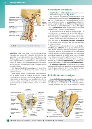 Anatomía clínica
110
nucal (fig. 2-32). Éste tiene forma de lámina fibrosa
triangular que separa los músculos derechos de los
izquierdos en la región posterior del cuello. Se extiende
desde la apófisis espinosa de la séptima vértebra cervical
hasta la protuberancia occipital externa. Por adelante se
inserta en el vértice de las apófisis espinosas de las vér-
tebras cervicales. Este ligamento tiene funciones de sos-
tén de la cabeza.
Los ligamentos intertransversos unen las apófisis
transversas en sí, insertándose en los bordes inferior y
superior de éstas.
En la región cervical los ligamentos intertransversos
son de escaso grosor. A nivel de la columna torácica
estos ligamentos son muy estrechos y se ubican entre los
extremos de las apófisis transversas adyacentes. En la
columna lumbar su desarrollo es mayor y se ubican entre
los extremos de las apófisis costales y entre las apófisis
accesorias.
Articulación lumbosacra
La articulación lumbosacra se ubica entre la quin-
ta vértebra lumbar y el sacro (fig. 2-33).
Las superficies articulares no son paralelas entre sí. La
cara intervertebral inferior de la quinta vértebra lum-
bar está inclinada unos 20° hacia abajo y atrás con res-
pecto al plano horizontal. La base del sacro está orien-
tada en un plano oblicuo de 30° hacia arriba y adelante
con respecto al plano horizontal, se trata del ángulo
sacro. El promontorio, en el extremo anterior de la base
del sacro, marca el vértice de este ángulo.
El ángulo entre el eje de la quinta vértebra lumbar y el
eje de la primera vértebra sacra se denomina ángulo lum-
bosacro. Éste es menos marcado en el niño y más acentua-
do en la mujer que en el hombre, en promedio es de 143°.
Como consecuencia de esta orientación de las super-
ficies articulares, el disco intervertebral lumbosacro
es muy grueso, tiene forma de cuña, y es más ancho en
su extremo anterior.
Esta disposición de la articulación favorece el desliza-
miento hacia adelante de la quinta vértebra lumbar
sobre el sacro. Para evitar ese desplazamiento el ligamento
longitudinal posterior se encuentra más reforzado a este
nivel. Las articulaciones cigapofisarias son más resistentes y
las carillas articulares de las apófisis sacras están orientadas
hacia atrás, conteniendo las apófisis inferiores lumbares.
Cuando las apófisis articulares lumbares se separan
del resto de la vértebra (espondilólisis), la quinta vérte-
bra lumbar se desliza hacia adelante (espondilolistesis).
El ligamento iliolumbar, que se extiende desde las
apófisis costales de la cuarta y quinta vértebras lumbares
hasta la parte posterior de la cresta ilíaca, también
refuerza el sostén de la articulación lumbosacra.
Articulación sacrococcígea
La articulación sacrococcígea es una articulación
cartilaginosa del tipo sínfisis (fig. 2-34). Entre el vér-
tice del sacro y la base del cóccix se interpone un fibro-
cartílago interóseo, que en la edad avanzada se puede
Ligamento nucal
Músculo
interespinoso
Ligamento
interespinoso
Ligamento nucal
Membrana
atlantooccipital
posterior
C7
C6
Axis
Arteria
vertebral
Atlas
Fig. 2-32. Ligamento nucal, visto desde la derecha.
Ligamento
intertransverso
Ligamento iliolumbar
Ilion
Ligamento
sacroilíaco
anterior
Isquion
Ligamento
sacrotuberoso
Cóccix
Ligamento
sacrococcígeo
anterior
Sacro
Ligamento
longitudinal
anterior
Articulación
lumbosacra
5a vértebra
lumbar
Foramen ciático
mayor
Ligamento
sacroespinoso
Foramen ciático
menor
Ligamento intertransverso
Ligamento
supraespinoso
5a vértebra
lumbar
Sacro
Ligamentos
sacrococcígeos
Cóccix
Proceso falciforme
Ligamento sacrotuberoso
Tuberosidad
isquiática
Foramen ciático
menor
Ligamento
sacroespinoso
Foramen
ciático mayor
Ligamento
sacroilíaco
posterior
Ilion
Ligamento iliolumbar
Fig. 2-33. Articulación lumbosacra y sacroilíaca derecha. A. Vista anterior. B. Vista posterior.
A B
b027-02.qxd 7/12/11 8:38 AM Page 110
ERRNVPHGLFRVRUJ
 