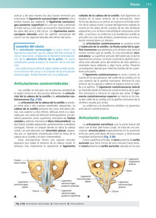 osificar y de esta manera los dos huesos terminan por
fusionarse. El ligamento sacrococcígeo anterior une a
ambos huesos por adelante. El ligamento sacrococcí-
geo posterior superficial los une por atrás cubriendo
el hiato sacro y a los lados se encuentra relacionado con
las astas del sacro y del cóccix. Los ligamentos sacro-
coccígeos laterales unen las apófisis transversas del
cóccix con las regiones laterales del vértice del sacro.
Luxación del cóccix
La articulación sacrococcígea es poco móvil. Los
ligamentos permiten que la cabeza del feto empuje el
cóccix hacia atrás, ampliando el diámetro anteroposte-
rior de la abertura inferior de la pelvis. Un parto
complicado puede producir la luxación de la articula-
ción.
Una caída brusca sobre la región glútea puede produ-
cir la fractura del cóccix o la luxación de la articulación
sacrococcígea. Ambas lesiones son muy dolorosas.
Articulaciones costovertebrales
Las costillas se articulan con la columna vertebral de
la región torácica en dos puntos diferentes: la articula-
ción de la cabeza de la costilla y la articulación cos-
totransversa (fig. 2-35).
La articulación de la cabeza de la costilla se produ-
ce entre ésta y dos cuerpos vertebrales adyacentes. La
cabeza de la costilla presenta dos caras articulares pla-
nas, una superior y otra inferior, oblicuas entre sí y sepa-
radas por una cresta de dirección anteroposterior. Las vér-
tebras presentan como superficies articulares las fositas
costales y además interviene el disco intervertebral. Las
dos fositas costales adyacentes, pertenecientes a vértebras
contiguas, forman un ángulo donde se ubica la cabeza
costal. Las articulaciones son sinoviales planas, separa-
das por un ligamento intraarticular entre la cresta de la
cabeza de la costilla y el disco intervertebral.
Estas articulaciones tienen una cápsula articular
pequeña que rodea el extremo de la cabeza costal. El
refuerzo más importante lo representa el ligamento
radiado de la cabeza de la costilla. Este ligamento se
localiza en la parte anterior de la articulación, tiene
forma de abanico y su vértice se inserta en el borde ante-
rior de la cabeza costal. La base del ligamento radiado se
inserta en los lados de los cuerpos de las dos vértebras
adyacentes y en el disco intervertebral interpuesto entre
ellas. La primera, la undécima y la duodécima costilla se
articulan con una sola vértebra, presentando una articu-
lación sinovial plana sin división.
La articulación costotransversa se produce entre
el tubérculo de la costilla y la fosita costal de la apó-
fisis transversa que pertenece a la vértebra que tiene el
mismo número que la costilla. Es una articulación sino-
vial plana. La superficie articular del tubérculo costal es
ligeramente convexa. La fosita costal de la apófisis trans-
versa está ubicada cerca del extremo de esta apófisis y
orientada hacia adelante y algo hacia arriba. Presenta
una pequeña cápsula que rodea los bordes de las super-
ficies articulares.
El ligamento costotransverso es corto y fuerte, se
inserta en la cara posterior del cuello de la costilla y en la
cara anterior de la apófisis transversa. Refuerza la cara
anterior de la cápsula y rellena el espacio entre la costi-
lla y la apófisis. El ligamento costotransverso lateral
se extiende desde el tubérculo costal al vértice de la apó-
fisis transversa y refuerza la cápsula por atrás. El liga-
mento costotransverso superior se inserta en la cres-
ta del cuello de la costilla y en la apófisis transversa de la
vértebra situada por arriba.
La undécima y la duodécima vértebra no presentan
articulación costotransversa.
Articulación sacroilíaca
La articulación sacroilíaca une la parte lateral del
sacro con el ilion (del hueso coxal). Se trata de una arti-
culación sinovial plana (especialmente en la juventud)
entre las caras articulares de esos huesos, y tiene escasa
movilidad (anfiartrosis) (fig. 2-36).
Como superficie articular, el sacro presenta la carilla
auricular que tiene forma de arco cóncavo hacia atrás.
El coxal presenta la carilla auricular ubicada en la cara
Dorso 111
Ligamento
longitudinal
anterior
Cresta
sacra media
Sacro
Sacro
Ligamento
sacrococcígeo
anterior
Cóccix Cóccix
Ligamento
sacrococcígeo
lateral
Ligamento
sacrococcígeo
posterior superficial
Ligamento
sacrococcígeo
posterior profundo
Ligamento
sacrococcígeo
lateral
Fig. 2-34. Articulación sacroccígea. A. Vista anterior. B. Vista posterior.
A B
b027-02.qxd 7/12/11 8:38 AM Page 111
ERRNVPHGLFRVRUJ
 