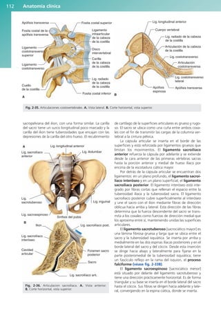 Anatomía clínica
112
sacropelviana del ilion, con una forma similar. La carilla
del sacro tiene un surco longitudinal poco marcado y la
carilla del ilion tiene tuberosidades que encajan con las
depresiones de la carilla del otro hueso. El recubrimiento
de cartílago de la superficies articulares es grueso y rugo-
so. El sacro se ubica como una cuña entre ambos coxa-
les con el fin de transmitir las cargas de la columna ver-
tebral a la cintura pélvica.
La cápsula articular se inserta en el borde de las
superficies y está reforzada por ligamentos gruesos que
limitan los movimientos. El ligamento sacroilíaco
anterior refuerza la cápsula por adelante y se extiende
desde la cara anterior de las primeras vértebras sacras
hasta la porción anterior y medial de hueso ilíaco por
encima de la escotadura ciática mayor.
Por detrás de la cápsula articular se encuentran dos
ligamentos: en un plano profundo, el ligamento sacroi-
líaco interóseo y en un plano superficial, el ligamento
sacroilíaco posterior. El ligamento interóseo está inte-
grado por fibras cortas que rellenan el espacio entre la
tuberosidad ilíaca y la tuberosidad sacra. El ligamento
sacroilíaco posterior cubre superficialmente al interóseo
y une el sacro con el ilion mediante fibras de dirección
oblicua hacia arriba y lateral. Esta dirección de las fibras
determina que la fuerza descendente del sacro se trans-
mita a los coxales como fuerzas de dirección medial que
los aproxima entre sí, manteniendo unidas las superficies
articulares.
El ligamento sacrotuberoso [sacrociático mayor] es
una lámina fibrosa gruesa y larga que se ubica entre el
sacro y la tuberosidad isquiática. Se inserta por arriba y
medialmente en las dos espinas ilíacas posteriores y en el
borde lateral del sacro y del cóccix. Desde esta inserción
se dirige hacia abajo y lateralmente para fijarse en la
parte posteromedial de la tuberosidad isquiática; tiene
un fascículo reflejo en la rama del isquion, el proceso
falciforme (véase fig. 2-33B).
El ligamento sacroespinoso [sacrociático menor]
está situado por delante del ligamento sacrotuberoso y
tiene una dirección prácticamente horizontal. Es de forma
triangular y su base se inserta en el borde lateral del sacro
hasta el cóccix. Sus fibras se dirigen hacia adelante y late-
ral, convergiendo en la espina ciática, donde se inserta.
Apófisis transversa
Fosita costal de la
apófisis transversa
Ligamento
costotransverso
superior
Ligamento
costotransverso
Cuello
de la costilla
A
Fosita costal inferior
Lig. radiado
de la cabeza
de la costilla
Carilla
de la cabeza
de la costilla
Disco
intervertebral
Ligamento
intraarticular
de la cabeza
de la costilla
Fosita costal superior Lig. longitudinal anterior
Cuerpo vertebral
Lig. radiado de la cabeza
de la costilla
Articulación de la cabeza
de la costilla
Lig. costotransverso
Articulación
costotransversa
Lig. costotransverso
lateral
Apófisis transversa
Apófisis
espinosa
B
Fig. 2-35. Articulaciones costovertebrales. A. Vista lateral. B. Corte horizontal, vista superior.
Lig. longitudinal anterior
Lig. iliolumbar
Lig. inguinal
Lig. sacroespinoso
Ilion
Lig.
sacrotuberoso
Lig. sacroilíaco
anterior
Sínfisis del pubis
Lig. sacroilíaco post.
Lig. sacroilíaco ant.
Sacro
Foramen sacro
posterior
Lig. sacroilíaco
interóseo
Cavidad
articular
A
B
Fig. 2-36. Articulacion sacroilíaca. A. Vista anterior.
B. Corte horizontal, vista superior.
b027-02.qxd 7/12/11 8:38 AM Page 112
ERRNVPHGLFRVRUJ
 