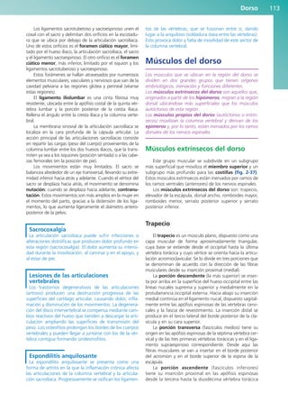 Dorso 113
Los ligamentos sacrotuberoso y sacroespinoso unen el
coxal con el sacro y delimitan dos orificios en la escotadu-
ra que se ubica por debajo de la articulación sacroilíaca.
Uno de estos orificios es el foramen ciático mayor, limi-
tado por el hueso ilíaco, la articulación sacroilíaca, el sacro
y el ligamento sacroespinoso. El otro orificio es el foramen
ciático menor, más inferior, limitado por el isquion y los
ligamentos sacrotuberoso y sacroespinoso.
Estos forámenes se hallan atravesados por numerosos
elementos musculares, vasculares y nerviosos que van de la
cavidad pelviana a las regiones glútea y perineal (véanse
estas regiones).
El ligamento iliolumbar es una cinta fibrosa muy
resistente, ubicada entre la apófisis costal de la quinta vér-
tebra lumbar y la porción posterior de la cresta ilíaca.
Rellena el ángulo entre la cresta ilíaca y la columna verte-
bral.
La membrana sinovial de la articulación sacroilíaca se
localiza en la cara profunda de la cápsula articular. La
acción principal de las articulaciones sacroilíacas consiste
en repartir las cargas (peso del cuerpo) provenientes de la
columna lumbar entre los dos huesos ilíacos, que la trans-
miten ya sea a los isquiones (posición sentada) o a las cabe-
zas femorales (en la posición de pie).
Los movimientos están muy limitados. El sacro se
balancea alrededor de un eje transversal, llevando su extre-
midad inferior hacia atrás y adelante. Cuando el vértice del
sacro se desplaza hacia atrás, el movimiento se denomina
nutación; cuando se desplaza hacia adelante, contranu-
tación. Estos movimientos son más amplios en la mujer en
el momento del parto, gracias a la distensión de los liga-
mentos, lo que aumenta ligeramente el diámetro antero-
posterior de la pelvis.
Sacrocoxalgia
La articulación sacroilíaca puede sufrir infecciones o
alteraciones distróficas que producen dolor profundo en
esta región (sacrocoxalgia). El dolor aumenta su intensi-
dad durante la movilización, al caminar y en el apoyo, y
al estar de pie.
Lesiones de las articulaciones
vertebrales
Los trastornos degenerativos de las articulaciones
(artrosis) producen una destrucción progresiva de las
superficies del cartílago articular, causando dolor, infla-
mación y disminución de los movimientos. La degenera-
ción del disco intervertebral se compensa mediante cam-
bios reactivos del hueso que tienden a descargar la arti-
culación ampliando las superficies de transmisión del
peso. Los osteofitos prolongan los bordes de los cuerpos
vertebrales y pueden llegar a juntarse con los de la vér-
tebra contigua formando sindesmofitos.
Espondilitis anquilosante
La espondilitis anquilosante se presenta como una
forma de artritis en la que la inflamación crónica afecta
las articulaciones de la columna vertebral y la articula-
ción sacroilíaca. Progresivamente se osifican los ligamen-
tos de las vértebras, que se fusionan entre sí, dando
lugar a la anquilosis (soldadura ósea entre las vértebras).
Esto provoca dolor y falta de movilidad de este sector de
la columna vertebral.
Músculos del dorso
Los músculos que se ubican en la región del dorso se
dividen en dos grandes grupos que tienen orígenes
embriológicos, inervación y funciones diferentes.
Los músculos extrínsecos del dorso son aquellos que,
originados a partir de los hipómeros, migran a la región
dorsal ubicándose más superficiales que los músculos
autóctonos de esta región.
Los músculos propios del dorso (autóctonos o intrín-
secos) movilizan la columna vertebral y derivan de los
epímeros y, por lo tanto, están inervados por los ramos
dorsales de los nervios espinales.
Músculos extrínsecos del dorso
Este grupo muscular se subdivide en un subgrupo
más superficial que moviliza el miembro superior y un
subgrupo más profundo para las costillas (fig. 2-37).
Estos músculos extrínsecos están inervados por ramos de
los ramos ventrales (anteriores) de los nervios espinales.
Los músculos extrínsecos del dorso son: trapecio,
elevador de la escápula, dorsal ancho, romboides mayor,
romboides menor, serrato posterior superior y serrato
posterior inferior.
Trapecio
El trapecio es un músculo plano, dispuesto como una
capa muscular de forma aproximadamente triangular,
cuya base se extiende desde el occipital hasta la última
vértebra torácica y cuyo vértice se orienta hacia la articu-
lación acromioclavicular. Se lo divide en tres porciones que
se denominan de acuerdo con la dirección de las fibras
musculares desde su inserción proximal (medial).
La porción descendente (la más superior) se inser-
ta por arriba en la superficie del hueso occipital entre las
líneas nucales suprema y superior y medialmente en la
protuberancia occipital externa. Hacia abajo su inserción
medial continúa en el ligamento nucal, dispuesto sagital-
mente entre las apófisis espinosas de las vértebras cervi-
cales y la fascia de revestimiento. La inserción distal se
produce en el tercio lateral del borde posterior de la cla-
vícula y en su cara superior.
La porción transversa (fascículos medios) tiene su
origen en las apófisis espinosas de la séptima vértebra cer-
vical y de las tres primeras vértebras torácicas y en el liga-
mento supraespinoso correspondiente. Desde aquí las
fibras musculares se van a insertar en el borde posterior
del acromion y en el borde superior de la espina de la
escápula.
La porción ascendente (fascículos inferiores)
tiene su inserción proximal en las apófisis espinosas
desde la tercera hasta la duodécima vértebra torácica
b027-02.qxd 7/12/11 8:38 AM Page 113
ERRNVPHGLFRVRUJ
 
