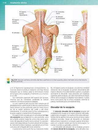 y en el ligamento supraespinoso correspondiente. La
inserción distal se produce mediante una hoja fibrosa
triangular que se desliza sobre la terminación medial
de la espina de la escápula y finalmente va a insertar-
se en ella.
Las inserciones superiores del trapecio son gruesas,
mientras que las inserciones vertebrales se realizan
mediante una lámina tendinosa delgada.
La cara superficial del músculo está cubierta por el
desdoblamiento superficial de la lámina superficial de la
fascia cervical. La cara profunda cubre los otros múscu-
los de la región posterior del cuello y del tórax.
Lateralmente, el músculo cubre la fosa supraespinosa y
la parte superior y medial de la infraespinosa.
El trapecio está inervado por el ramo lateral del ner-
vio accesorio que le llega por su cara profunda, cerca
de su borde anterior, luego de unirse a los ramos ante-
riores del segundo al cuarto nervio cervical. Su vasculari-
zación está asegurada por la arteria dorsal de la escápu-
la, rama de la arteria subclavia, que penetra en el mús-
culo cerca de la llegada del nervio accesorio.
Cuando toma como punto fijo sus inserciones media-
les, el trapecio acerca la escápula a la columna vertebral
(retracción de la escápula). La porción descendente del
trapecio eleva la cintura del miembro superior y la porción
ascendente la desciende. Estas porciones son rotadoras
superiores de la escápula; con este movimiento el ángulo
inferior de la escápula se desplaza hacia lateral. Cuando
toma como punto fijo la cintura escapular, extiende la
cabeza, haciéndola girar contralateralmente.
Elevador de la escápula
El músculo elevador de la escápula [angular del
omóplato] está situado en la región posterior del cuello,
cubierto por el trapecio. Se inserta en los tubérculos pos-
teriores de las apófisis transversas de las primeras cuatro
vértebras cervicales. Desde allí desciende en dirección
oblicua hasta insertarse en el ángulo superior de la escá-
pula y en su borde medial, por encima de la espina. Su
cuerpo muscular es aplanado y estrecho.
La inervación del elevador de la escápula proviene
del nervio dorsal de la escápula, rama del plexo bra-
Anatomía clínica
114
M. trapecio,
porción
descendente
M. trapecio,
porción
transversa
M. deltoides
M. trapecio,
porción
ascendente
M. dorsal
ancho
Triángulo
lumbar inferior
A
M. romboides
menor
M. elevador
de la escápula
M. romboides
mayor
Lámina posterior
de la fascia
toracolumbar
M. serrato posterior
inferior
M. oblicuo
externo
del abdomen
Aponeurosis
del m. dorsal
ancho
B
M. serrato
posterior
superior
Fig. 2-37. Músculos extrínsecos del dorso. A. Plano superficial en la mitad izquierda y plano intermedio en la mitad derecha.
B. Plano profundo.
b027-02.qxd 7/12/11 8:38 AM Page 114
ERRNVPHGLFRVRUJ
 
