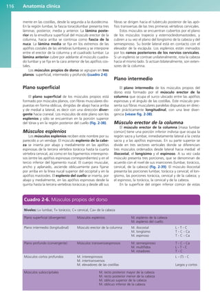 mente en las costillas, desde la segunda a la duodécima.
En la región lumbar, la fascia toracolumbar presenta tres
láminas: posterior, media y anterior. La lámina poste-
rior es la envoltura superficial del músculo erector de la
columna, hacia arriba se continúa como fascia de la
nuca. La lámina media se fija en los extremos de las
apófisis costales de las vértebras lumbares y se interpone
entre el erector de la columna y el cuadrado lumbar. La
lámina anterior cubre por adelante al músculo cuadra-
do lumbar y se fija en la cara anterior de las apófisis cos-
tales.
Los músculos propios de dorso se agrupan en tres
planos: superficial, intermedio y profundo (cuadro 2-6).
Plano superficial
El plano superficial de los músculos propios está
formado por músculos planos, con fibras musculares dis-
puestas en forma oblicua, dirigidas de abajo hacia arriba
y de medial a lateral, es decir con una dirección diver-
gente hacia craneal. Los músculos de este plano son los
esplenios y sólo se encuentran en la porción superior
del tórax y en la región posterior del cuello (fig. 2-38).
Músculos esplenios
Los músculos esplenios reciben este nombre por su
parecido a un vendaje. El músculo esplenio de la cabe-
za se inserta por abajo y medialmente en las apófisis
espinosas de la tercera vértebra torácica hasta la cuarta
vértebra cervical, así como en los ligamentos interespino-
sos (entre las apófisis espinosas correspondientes) y en el
tercio inferior del ligamento nucal. El cuerpo muscular,
ancho y aplanado, asciende oblicuamente para fijarse
por arriba en la línea nucal superior del occipital y en la
apófisis mastoides. El esplenio del cuello se inserta, por
abajo y medialmente, en las apófisis espinosas desde la
quinta hasta la tercera vertebras torácicas y desde allí sus
fibras se dirigen hacia el tubérculo posterior de las apó-
fisis transversas de las tres primeras vértebras cervicales.
Estos músculos se encuentran cubiertos por el plano
de los músculos trapecio y esternocleidomastoideo, y
cubren a su vez el plano del longísimo de la cabeza y del
semiespinoso. Su borde lateral está en contacto con el
elevador de la escápula. Los esplenios están inervados
por los ramos posteriores de los nervios cervicales.
Si un esplenio se contrae unilateralmente, rota la cabeza
hacia el mismo lado. Si actúan bilateralmente, son exten-
sores de la columna.
Plano intermedio
El plano intermedio de los músculos propios del
dorso está formado por el músculo erector de la
columna que ocupa el surco ubicado entre las apófisis
espinosas y el ángulo de las costillas. Este músculo pre-
senta sus fibras musculares paralelas dispuestas en direc-
ción prácticamente longitudinal, con una leve diver-
gencia (véase fig. 2-38).
Músculo erector de la columna
El músculo erector de la columna [masa lumbar
común] tiene una porción inferior indivisa que ocupa la
región sacra y lumbar, inmediatamente lateral a la cresta
sacra y a las apófisis espinosas. En su parte superior se
divide en tres sectores verticales donde se diferencian
tres músculos ordenados desde lateral hacia medial: el
iliocostal, el longísimo y el espinoso. A su vez cada
músculo presenta tres porciones, que se denominan de
acuerdo con el nivel de sus inserciones (lumbar, torácico,
cervical, de la cabeza) (fig. 2-39). El músculo iliocostal
presenta las porciones lumbar, torácica y cervical; el lon-
gísimo, las porciones torácica, cervical y de la cabeza; y
el espinoso, la torácica, la cervical y de la cabeza.
En la superficie del origen inferior común de estas
Anatomía clínica
116
Cuadro 2-6. Músculos propios del dorso
Niveles: L= lumbar, T= torácico, C= cervical, Ca= de la cabeza
Plano superficial (divergente) Músculos esplenios M. esplenio de la cabeza
M. esplenio del cuello
Plano intermedio (longitudinal) Músculo erector de la columna M. iliocostal L - T - C
M. longísimo T - C - Ca
M. espinoso T - C - Ca
Plano profundo (convergente) Músculos transversoespinosos M. semiespinoso T - C - Ca
M. multífidos L - T - C
M. rotadores T - C
Músculos cortos profundos M. interespinosos L - (T) - C
M. intertransversos
M. elevadores de las costillas Largos y cortos
Músculos suboccipitales M. recto posterior mayor de la cabeza
M. recto posterior menor de la cabeza
M. oblicuo superior de la cabeza
M. oblicuo inferior de la cabeza
b027-02.qxd 7/12/11 8:38 AM Page 116
ERRNVPHGLFRVRUJ
 