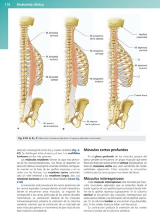 Anatomía clínica
118
dirección convergente entre tres y cuatro vértebras (fig. 2-
42). Se distribuyen entre el sacro y el axis. Los multífidos
lumbares son los más potentes.
Los músculos rotadores forman la capa más profun-
da de los transversoespinosos. Sus fibras se disponen en
dirección oblicua convergente uniendo vértebras contiguas.
Se insertan en la base de las apófisis espinosas y en su
unión con las láminas. Los rotadores cortos ascienden
sólo un nivel vertebral y los rotadores largos, dos. Los
rotadores torácicos son los más desarrollados (véase fig.
2-40).
La inervación está provista por los ramos posteriores de
los nervios espinales correspondientes al nivel metamérico
donde se encuentran estos músculos. La irrigación les
corresponde a las ramas profundas de las arterias dorsales
metaméricas. La contracción bilateral de los músculos
transversoespinosos produce la extensión de la columna
vertebral, mientras que la contracción de un solo lado de
estos músculos genera un movimiento de giro hacia el otro
lado (rotación contralateral).
Músculos cortos profundos
En el plano profundo de los músculos propios del
dorso también se encuentra un grupo muscular que tiene
fibras de dirección prácticamente vertical (longitudinal). Se
trata de músculos cortos que unen accidentes de niveles
vertebrales adyacentes. Estos músculos se encuentran
cubiertos por los otros grupos musculares del dorso.
Músculos interespinosos
Cada músculo interespinoso está formado por fascí-
culos musculares aplanados que se extienden desde el
borde superior de una apófisis espinosa hasta el borde infe-
rior de la apófisis espinosa suprayacente. En la columna
cervical se encuentran dos músculos interespinosos por
cada espacio debido a la bifurcación de las apófisis espino-
sas. En la columna lumbar se encuentran muy desarrolla-
dos. En los niveles torácicos faltan con frecuencia.
Su contracción produce la extensión de los niveles
cervical y lumbar de la columna vertebral.
M. iliocostal
cervical
M. iliocostal
torácico
M. iliocostal
lumbar
M. erector
de la columna
A
M. longísimo
de la cabeza
M. longísimo
cervical
M. longísimo
torácico
M. erector
de la columna
B
Apófisis
mastoides
M. espinoso
cervical
T1
M. espinoso
torácico
L1
Cresta ilíaca
C
Fig. 2-39. A, B y C. Músculos intrínsecos del dorso. Esquema del plano intermedio.
b027-02.qxd 7/12/11 8:38 AM Page 118
ERRNVPHGLFRVRUJ
 
