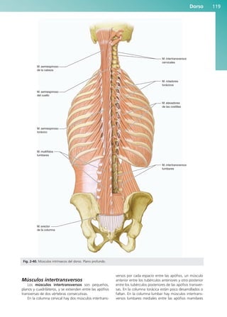Dorso 119
M. intertransversos
cervicales
M. rotadores
torácicos
M. elevadores
de las costillas
M. intertransversos
lumbares
M. semiespinoso
de la cabeza
M. semiespinoso
del cuello
M. semiespinoso
torácico
M. multífidos
lumbares
M. erector
de la columna
Fig. 2-40. Músculos intrínsecos del dorso. Plano profundo.
Músculos intertransversos
Los músculos intertransversos son pequeños,
planos y cuadriláteros, y se extienden entre las apófisis
transversas de dos vértebras consecutivas.
En la columna cervical hay dos músculos intertrans-
versos por cada espacio entre las apófisis, un músculo
anterior entre los tubérculos anteriores y otro posterior
entre los tubérculos posteriores de las apófisis transver-
sas. En la columna torácica están poco desarrollados o
faltan. En la columna lumbar hay músculos intertrans-
versos lumbares mediales entre las apófisis mamilares
b027-02.qxd 7/12/11 8:38 AM Page 119
ERRNVPHGLFRVRUJ
 