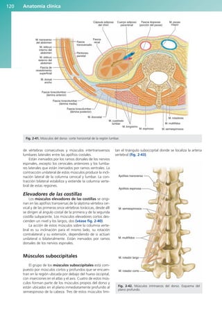 de vértebras consecutivas y músculos intertransversos
lumbares laterales entre las apófisis costales.
Están inervados por los ramos dorsales de los nervios
espinales, excepto los cervicales anteriores y los lumba-
res laterales que están inervados por ramos ventrales. La
contracción unilateral de estos músculos produce la incli-
nación lateral de la columna cervical y lumbar. La con-
tracción bilateral estabiliza y extiende la columna verte-
bral de estas regiones.
Elevadores de las costillas
Los músculos elevadores de las costillas se origi-
nan en las apófisis transversas de la séptima vértebra cer-
vical y de las primeras once vértebras torácicas, desde allí
se dirigen al ángulo costal de la primera y de la segunda
costilla subyacente. Los músculos elevadores cortos des-
cienden un nivel y los largos, dos (véase fig. 2-40).
La acción de estos músculos sobre la columna verte-
bral es su inclinación para el mismo lado, su rotación
contralateral y su extensión, dependiendo de si actúan
unilateral o bilateralmente. Están inervados por ramos
dorsales de los nervios espinales.
Músculos suboccipitales
El grupo de los músculos suboccipitales está com-
puesto por músculos cortos y profundos que se encuen-
tran en la región ubicada por debajo del hueso occipital,
con inserciones en el atlas y el axis. Cuatro de estos mús-
culos forman parte de los músculos propios del dorso y
están ubicados en el plano inmediatamente profundo al
semiespinoso de la cabeza. Tres de estos músculos limi-
tan el triángulo suboccipital donde se localiza la arteria
vertebral (fig. 2-43).
Anatomía clínica
120
M. transverso
del abdomen
M. oblicuo
interno del
abdomen
M. oblicuo
externo del
abdomen
Fascia de
revestimiento
superficial
M. dorsal
ancho
Fascia toracolumbar
(lámina anterior)
Fascia toracolumbar
(lámina media)
Fascia toracolumbar
(lámina posterior)
M. iliocostal
Fascia
renal
Fascia
transversalis
Peritoneo
parietal
Cuerpo adiposo
pararrenal
Cápsula adiposa
del riñón
M. cuadrado
lumbar
M. longísimo
M. espinoso M. semiespinosos
M. multífidos
M. rotadores
Fascia iliopsoas
(porción del psoas)
M. psoas
mayor
Apófisis transversa
Apófisis espinosa
M. semiespinosos
M. multífidos
M. rotador largo
M. rotador corto
Fig. 2-42. Músculos intrínsecos del dorso. Esquema del
plano profundo.
Fig. 2-41. Músculos del dorso: corte horizontal de la región lumbar.
b027-02.qxd 7/12/11 8:38 AM Page 120
ERRNVPHGLFRVRUJ
 