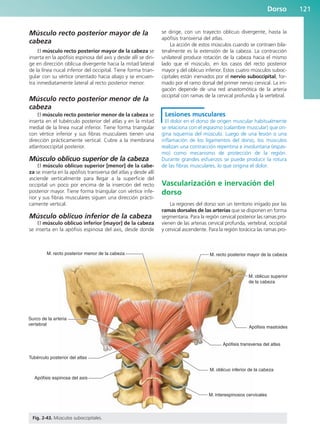 Músculo recto posterior mayor de la
cabeza
El músculo recto posterior mayor de la cabeza se
inserta en la apófisis espinosa del axis y desde allí se diri-
ge en dirección oblicua divergente hacia la mitad lateral
de la línea nucal inferior del occipital. Tiene forma trian-
gular con su vértice orientado hacia abajo y se encuen-
tra inmediatamente lateral al recto posterior menor.
Músculo recto posterior menor de la
cabeza
El músculo recto posterior menor de la cabeza se
inserta en el tubérculo posterior del atlas y en la mitad
medial de la línea nucal inferior. Tiene forma triangular
con vértice inferior y sus fibras musculares tienen una
dirección prácticamente vertical. Cubre a la membrana
atlantooccipital posterior.
Músculo oblicuo superior de la cabeza
El músculo oblicuo superior [menor] de la cabe-
za se inserta en la apófisis transversa del atlas y desde allí
asciende verticalmente para llegar a la superficie del
occipital un poco por encima de la inserción del recto
posterior mayor. Tiene forma triangular con vértice infe-
rior y sus fibras musculares siguen una dirección prácti-
camente vertical.
Músculo oblicuo inferior de la cabeza
El músculo oblicuo inferior [mayor] de la cabeza
se inserta en la apófisis espinosa del axis, desde donde
se dirige, con un trayecto oblicuo divergente, hasta la
apófisis transversa del atlas.
La acción de estos músculos cuando se contraen bila-
teralmente es la extensión de la cabeza. La contracción
unilateral produce rotación de la cabeza hacia el mismo
lado que el músculo, en los casos del recto posterior
mayor y del oblicuo inferior. Estos cuatro músculos suboc-
cipitales están inervados por el nervio suboccipital, for-
mado por el ramo dorsal del primer nervio cervical. La irri-
gación depende de una red anastomótica de la arteria
occipital con ramas de la cervical profunda y la vertebral.
Lesiones musculares
El dolor en el dorso de origen muscular habitualmente
se relaciona con el espasmo (calambre muscular) que ori-
gina isquemia del músculo. Luego de una lesión o una
inflamación de los ligamentos del dorso, los músculos
realizan una contracción repentina e involuntaria (espas-
mo) como mecanismo de protección de la región.
Durante grandes esfuerzos se puede producir la rotura
de las fibras musculares, lo que origina el dolor.
Vascularización e inervación del
dorso
La regiones del dorso son un territorio irrigado por las
ramas dorsales de las arterias que se disponen en forma
segmentaria. Para la región cervical posterior las ramas pro-
vienen de las arterias cervical profunda, vertebral, occipital
y cervical ascendente. Para la región torácica las ramas pro-
Dorso 121
M. recto posterior menor de la cabeza
Tubérculo posterior del atlas
Apófisis espinosa del axis
Surco de la arteria
vertebral
M. interespinosos cervicales
M. oblicuo inferior de la cabeza
Apófisis transversa del atlas
Apófisis mastoides
M. oblicuo superior
de la cabeza
M. recto posterior mayor de la cabeza
Fig. 2-43. Músculos suboccipitales.
b027-02.qxd 7/12/11 8:38 AM Page 121
ERRNVPHGLFRVRUJ
 