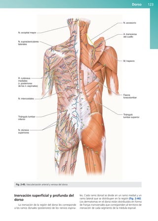 Inervación superficial y profunda del
dorso
La inervación de la región del dorso les corresponde
a los ramos dorsales (posteriores) de los nervios espina-
les. Cada ramo dorsal se divide en un ramo medial y un
ramo lateral que se distribuyen en la región (fig. 2-46).
Los dermatomas en el dorso están distribuidos en forma
de franjas transversales que corresponden al territorio de
inervación de cada segmento de la médula espinal.
Dorso 123
N. occipital mayor
N. accesorio
A. transversa
del cuello
M. trapecio
Fascia
toracolumbar
Triángulo
lumbar superior
N. supraclaviculares
laterales
R. cutáneos
mediales
(r. posteriores
de los n. espinales)
N. intercostales
Triángulo lumbar
inferior
N. clúneos
superiores
Fig. 2-45. Vascularización arterial y venosa del dorso.
b027-02.qxd 7/12/11 8:38 AM Page 123
ERRNVPHGLFRVRUJ
 
