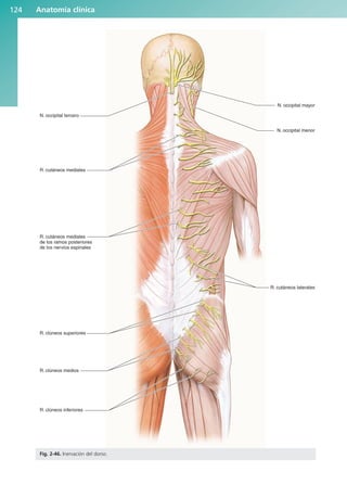 Anatomía clínica
124
N. occipital tercero
R. cutáneos mediales
R. cutáneos mediales
de los ramos posteriores
de los nervios espinales
R. clúneos superiores
R. clúneos medios
R. clúneos inferiores
N. occipital mayor
N. occipital menor
R. cutáneos laterales
Fig. 2-46. Inervación del dorso.
b027-02.qxd 7/12/11 8:39 AM Page 124
ERRNVPHGLFRVRUJ
 