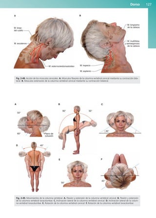 Dorso 127
M. largo
del cuello
M. esternocleidomastoideo
M. escalenos
A
M. longísimo
de la cabeza
M. multífidos
y semiespinoso
de la cabeza
M. trapecio
M. esplenio
B
Fig. 2-48. Acción de los músculos cervicales. A. Músculos flexores de la columna vertebral cervical mediante su contracción bila-
teral. B. Músculos extensores de la columna vertebral cervical mediante su contracción bilateral.
A
Plano de
oclusión
50°
60°
D 40°
E
50°
40°
F
B
50°
90°
C
35°
Fig. 2-49. Movimientos de la columna vertebral. A. Flexión y extensión de la columna vertebral cervical. B. Flexión y extensión
de la columna vertebral toracolumbar. C. Inclinación lateral de la columna vertebral cervical. D. Inclinación lateral de la colum-
na vertebral toracolumbar. E. Rotación de la columna vertebral cervical. F. Rotación de la columna vertebral toracolumbar.
b027-02.qxd 7/12/11 8:39 AM Page 127
ERRNVPHGLFRVRUJ
 