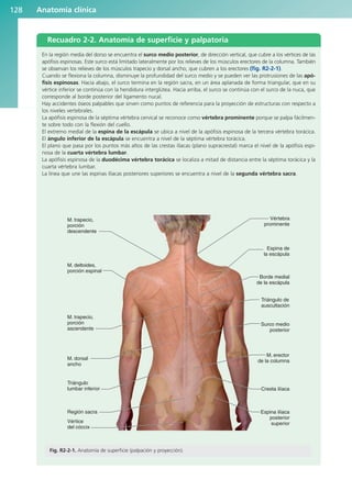 Anatomía clínica
128
Recuadro 2-2. Anatomía de superficie y palpatoria
En la región media del dorso se encuentra el surco medio posterior, de dirección vertical, que cubre a los vértices de las
apófisis espinosas. Este surco está limitado lateralmente por los relieves de los músculos erectores de la columna. También
se observan los relieves de los músculos trapecio y dorsal ancho, que cubren a los erectores (fig. R2-2-1).
Cuando se flexiona la columna, disminuye la profundidad del surco medio y se pueden ver las protrusiones de las apó-
fisis espinosas. Hacia abajo, el surco termina en la región sacra, en un área aplanada de forma triangular, que en su
vértice inferior se continúa con la hendidura interglútea. Hacia arriba, el surco se continúa con el surco de la nuca, que
corresponde al borde posterior del ligamento nucal.
Hay accidentes óseos palpables que sirven como puntos de referencia para la proyección de estructuras con respecto a
los niveles vertebrales.
La apófisis espinosa de la séptima vértebra cervical se reconoce como vértebra prominente porque se palpa fácilmen-
te sobre todo con la flexión del cuello.
El extremo medial de la espina de la escápula se ubica a nivel de la apófisis espinosa de la tercera vértebra torácica.
El ángulo inferior de la escápula se encuentra a nivel de la séptima vértebra torácica.
El plano que pasa por los puntos más altos de las crestas ilíacas (plano supracrestal) marca el nivel de la apófisis espi-
nosa de la cuarta vértebra lumbar.
La apófisis espinosa de la duodécima vértebra torácica se localiza a mitad de distancia entre la séptima torácica y la
cuarta vértebra lumbar.
La línea que une las espinas ilíacas posteriores superiores se encuentra a nivel de la segunda vértebra sacra.
Vértebra
prominente
Espina de
la escápula
Borde medial
de la escápula
Triángulo de
auscultación
Surco medio
posterior
M. erector
de la columna
Cresta ilíaca
Espina ilíaca
posterior
superior
M. trapecio,
porción
descendente
M. deltoides,
porción espinal
M. trapecio,
porción
ascendente
M. dorsal
ancho
Triángulo
lumbar inferior
Región sacra
Vértice
del cóccix
Fig. R2-2-1. Anatomía de superficie (palpación y proyección).
b027-02.qxd 7/12/11 8:39 AM Page 128
ERRNVPHGLFRVRUJ
 