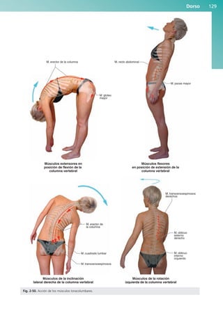Dorso 129
M. oblicuo
interno
izquierdo
M. oblicuo
externo
derecho
M. transversoespinosos
M. cuadrado lumbar
M. erector de
la columna
M. glúteo
mayor
M. erector de la columna M. recto abdominal
M. psoas mayor
M. transversoespinosos
derechos
Músculos extensores en
posición de flexión de la
columna vertebral
Músculos flexores
en posición de extensión de la
columna vertebral
Músculos de la inclinación
lateral derecha de la columna vertebral
Músculos de la rotación
izquierda de la columna vertebral
Fig. 2-50. Acción de los músculos toracolumbares.
b027-02.qxd 7/12/11 8:39 AM Page 129
ERRNVPHGLFRVRUJ
 