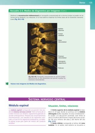 Dorso 135
Recuadro 2-3. Medios de diagnóstico por imágenes (Cont.)
Mediante la reconstrucción tridimensional por tomografía computarizada de la columna lumbar se pueden ver las
formas de las vértebras y sus relaciones. En la vista lateral se observan los límites óseos de los forámenes interverte-
brales (fig. R2-3-18).
Véanse más imágenes de Medios de diagnóstico.
Apófisis
espinosa
Cuerpo
vertebral
Disco
intervertebral
Foramen
intervertebral
Articulación
cigapofisaria
Pedículo
Fig. R2-3-18. Tomografía computarizada de columna lumbar.
Reconstrucción en tres dimensiones que permite visualizar los
forámenes intervertebrales.
SISTEMA NERVIOSO CENTRAL
Médula espinal
La médula espinal corresponde a la porción más cau-
dal del sistema nervioso central. Tiene la forma de un
cordón nervioso casi cilíndrico, ligeramente aplanado en
sentido anteroposterior. Presenta dos ensanchamientos
(intumescencias), uno ubicado en los segmentos cervi-
cales y el otro en los segmentos lumbosacros. La médu-
la espinal ocupa gran parte del interior del conducto
vertebral.
Situación, límites, relaciones
El límite superior de la médula espinal se esta-
blece en el lugar donde se continúa con la médula
oblongada [bulbo raquídeo]. Se sitúa inmediatamen-
te caudal a la decusación piramidal. Este límite se
ubica a la altura del foramen magno del hueso occipi-
tal, del arco anterior del atlas y del diente del axis
(fig. 2-51).
El límite inferior corresponde al vértice del cono
medular. En el adulto, este extremo se encuentra a
b027-02.qxd 7/12/11 8:39 AM Page 135
ERRNVPHGLFRVRUJ
 