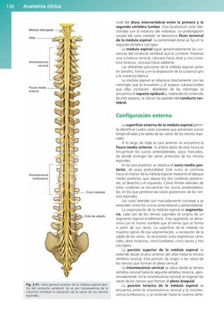 Anatomía clínica
136
nivel del disco intervertebral entre la primera y la
segunda vértebra lumbar. Esta localización está rela-
cionada con la estatura del individuo. La prolongación
caudal del cono medular se denomina filum terminal
de la médula espinal. La extremidad distal se fija en la
segunda vértebra coccígea.
La médula espinal sigue aproximadamente las cur-
vaturas del conducto vertebral que la contiene. Presenta
una curvatura cervical, cóncava hacia atrás y una curva-
tura torácica, cóncava hacia adelante.
Las diferentes porciones de la médula espinal varían
en tamaño, forma y en la disposición de la sustancia gris
y la sustancia blanca.
La médula espinal se relaciona directamente con las
meninges que la envuelven y el espacio subaracnoideo
que ellas contienen. Alrededor de las meninges se
encuentra el espacio epidural y, rodeando el contenido
de este espacio, se ubican las paredes del conducto ver-
tebral.
Configuración externa
La superficie externa de la médula espinal permi-
te identificar cuatro caras convexas que presentan surcos
longitudinales y la salida de las raíces de los nervios espi-
nales.
A lo largo de toda la cara anterior se encuentra la
fisura media anterior. A ambos lados de esta fisura se
encuentran los surcos anterolaterales, poco marcados,
de donde emergen las raíces anteriores de los nervios
espinales.
En la cara posterior se observa el surco medio pos-
terior, de poca profundidad. Este surco se continúa
hacia el interior de la médula espinal mediante el tabique
medio posterior, que separa los dos cordones posterio-
res, el derecho y el izquierdo. Como límites laterales de
estos cordones se encuentran los surcos posterolatera-
les, en los que penetran las raíces posteriores de los ner-
vios espinales.
Las caras laterales son marcadamente convexas y se
extienden entre los surcos anterolateral y posterolateral.
La organización de la médula espinal es segmenta-
ria, cada raíz de los nervios espinales se origina de un
segmento espinal (mielómero). Este segmento se deno-
mina con el mismo nombre que el nervio que se forma
a partir de sus raíces. La superficie de la médula no
muestra signos de esa segmentación, a excepción de la
salida de las raíces. Se reconocen ocho segmentos cervi-
cales, doce torácicos, cinco lumbares, cinco sacros y tres
coccígeos.
La porción superior de la médula espinal se
extiende desde el arco anterior del atlas hasta la tercera
vértebra cervical. Esta porción da origen a las raíces de
los nervios que forman el plexo cervical.
La intumescencia cervical se ubica desde la tercera
vértebra cervical hasta la segunda vértebra torácica, apro-
ximadamente. En la intumescencia cervical se originan las
raíces de los nervios que forman el plexo braquial.
La porción torácica de la médula espinal se
encuentra entre la intumescencia cervical y la intumes-
cencia lumbosacra, y se extiende hasta la novena vérte-
Médula oblongada
Fisura media
anterior
Atlas
Intumescencia
cervical
Intumescencia
lumbosacra
Cono medular
Cola de caballo
Fig. 2-51. Vista general anterior de la médula espinal den-
tro del conducto vertebral. Se ve por transparencia de la
columna vertebral la ubicación de la raíces de los nervios
espinales.
b027-02.qxd 7/27/11 2:07 PM Page 136
ERRNVPHGLFRVRUJ
 