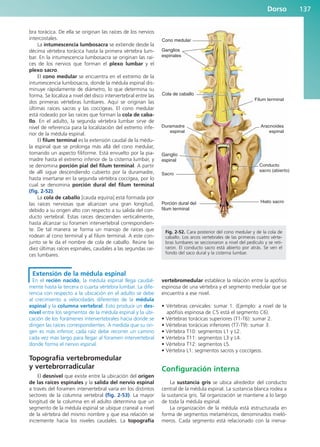 bra torácica. De ella se originan las raíces de los nervios
intercostales.
La intumescencia lumbosacra se extiende desde la
décima vértebra torácica hasta la primera vértebra lum-
bar. En la intumescencia lumbosacra se originan las raí-
ces de los nervios que forman el plexo lumbar y el
plexo sacro.
El cono medular se encuentra en el extremo de la
intumescencia lumbosacra, donde la médula espinal dis-
minuye rápidamente de diámetro, lo que determina su
forma. Se localiza a nivel del disco intervertebral entre las
dos primeras vértebras lumbares. Aquí se originan las
últimas raíces sacras y las coccígeas. El cono medular
está rodeado por las raíces que forman la cola de caba-
llo. En el adulto, la segunda vértebra lumbar sirve de
nivel de referencia para la localización del extremo infe-
rior de la médula espinal.
El filum terminal es la extensión caudal de la médu-
la espinal que se prolonga más allá del cono medular,
tomando un aspecto filiforme. Está envuelto por la pia-
madre hasta el extremo inferior de la cisterna lumbar, y
se denomina porción pial del filum terminal. A partir
de allí sigue descendiendo cubierto por la duramadre,
hasta insertarse en la segunda vértebra coccígea, por lo
cual se denomina porción dural del filum terminal
(fig. 2-52).
La cola de caballo [cauda equina] está formada por
las raíces nerviosas que alcanzan una gran longitud,
debido a su origen alto con respecto a su salida del con-
ducto vertebral. Estas raíces descienden verticalmente,
hasta alcanzar su foramen intervertebral correspondien-
te. De tal manera se forma un manojo de raíces que
rodean al cono terminal y al filum terminal. A este con-
junto se le da el nombre de cola de caballo. Reúne las
diez últimas raíces espinales, caudales a las segundas raí-
ces lumbares.
Extensión de la médula espinal
En el recién nacido, la médula espinal llega caudal-
mente hasta la tercera o cuarta vértebra lumbar. La dife-
rencia con respecto a la ubicación en el adulto se debe
al crecimiento a velocidades diferentes de la médula
espinal y la columna vertebral. Esto produce un des-
nivel entre los segmentos de la médula espinal y la ubi-
cación de los forámenes intervertebrales hacia donde se
dirigen las raíces correspondientes. A medida que su ori-
gen es más inferior, cada raíz debe recorrer un camino
cada vez más largo para llegar al foramen intervertebral
donde forma el nervio espinal.
Topografía vertebromedular
y vertebrorradicular
El desnivel que existe entre la ubicación del origen
de las raíces espinales y la salida del nervio espinal
a través del foramen intervertebral varía en los distintos
sectores de la columna vertebral (fig. 2-53). La mayor
longitud de la columna en el adulto determina que un
segmento de la médula espinal se ubique craneal a nivel
de la vértebra del mismo nombre y que esa relación se
incremente hacia los niveles caudales. La topografía
vertebromedular establece la relación entre la apófisis
espinosa de una vértebra y el segmento medular que se
encuentra a ese nivel.
• Vértebras cervicales: sumar 1. (Ejemplo: a nivel de la
apófisis espinosa de C5 está el segmento C6).
• Vértebras torácicas superiores (T1-T6): sumar 2.
• Vértebras torácicas inferiores (T7-T9): sumar 3.
• Vértebra T10: segmentos L1 y L2.
• Vértebra T11: segmentos L3 y L4.
• Vértebra T12: segmentos L5.
• Vértebra L1: segmentos sacros y coccígeos.
Configuración interna
La sustancia gris se ubica alrededor del conducto
central de la médula espinal. La sustancia blanca rodea a
la sustancia gris. Tal organización se mantiene a lo largo
de toda la médula espinal.
La organización de la médula está estructurada en
forma de segmentos metaméricos, denominados mieló-
meros. Cada segmento está relacionado con la inerva-
Dorso 137
Cono medular
Ganglios
espinales
Ganglio
espinal
Porción dural del
filum terminal
Cola de caballo
Duramadre
espinal
Sacro
Aracnoides
espinal
Filum terminal
Conducto
sacro (abierto)
Hiato sacro
Fig. 2-52. Cara posterior del cono medular y de la cola de
caballo. Los arcos vertebrales de las primeras cuatro vérte-
bras lumbares se seccionaron a nivel del pedículo y se reti-
raron. El conducto sacro está abierto por atrás. Se ven el
fondo del saco dural y la cisterna lumbar.
b027-02.qxd 7/12/11 8:39 AM Page 137
ERRNVPHGLFRVRUJ
 