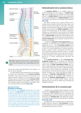 Anatomía clínica
138
ción de los somitas correspondientes y da origen a un
par de nervios espinales.
En cada segmento hay conexiones de funcionamien-
to simple que comprenden a una neurona sensitiva
(aferente), cuyo cuerpo neuronal se encuentra en el
ganglio espinal, situado en la raíz posterior del nervio
espinal y que va a conectarse con una neurona moto-
ra (eferente) formando un arco reflejo simple. Un ejem-
plo de reflejo simple (monosináptico) es el reflejo miotá-
tico o de estiramiento muscular (fig. 2-54).
Reflejo miotático
Conociendo qué músculo desencadena el reflejo
asociado a un segmento determinado, se puede com-
probar la indemnidad de las estructuras involucradas
en la producción de este reflejo. El estiramiento brus-
co de los husos neuromusculares ubicados en el inte-
rior de dicho músculo desencadena el estímulo que se
conduce por la neurona aferente. Este estímulo es con-
ducido a una motoneurona del mismo segmento y su
axón se dirige al músculo estriado, el cual se contrae.
Este reflejo emplea dos neuronas (reflejo bineuronal) y
una sinapsis (reflejo monosináptico).
Sistematización de la sustancia blanca
La sustancia blanca en la médula espinal se
encuentra dispuesta en tres regiones: el cordón ante-
rior, entre la salida de la raíz anterior y la fisura media
anterior; el cordón lateral, entre el surco anterolateral
y el surco posterolateral, y el cordón posterior entre la
entrada de la raíz posterior y el tabique medio posterior
(fig. 2-55).
Las fibras nerviosas de la sustancia blanca de la
médula espinal cumplen diversas funciones según cuá-
les sean sus puntos de origen y terminación. Las fibras
pueden conectar distintas partes del mismo segmento
medular para producir los reflejos espinales. Pueden
asociar el funcionamiento de los distintos segmentos
mediante su interconexión, para coordinar los reflejos
espinales (fibras de asociación intersegmentaria). O pue-
den ser fibras largas ascendentes o descendentes, que
se convierten en una vía de paso para la proyección y
vías de conducción de los impulsos nerviosos entre la
periferia y el encéfalo.
Las fibras de asociación intersegmentaria están
agrupadas en fascículos que conectan los distintos
segmentos entre sí. Estos fascículos propios de la
médula espinal están ubicados alrededor de la sustan-
cia gris, en la profundidad de los cordones posterior,
lateral y anterior. Están constituidos por fibras que
unen segmentos bastante próximos entre sí. La parte
de estos fascículos propios que se ubica entre el vérti-
ce del asta posterior y la superficie del surco postero-
lateral es el tracto posterolateral [fascículo de
Lissauer].
En el cordón posterior se ubican fascículos des-
cendentes cortos que se encuentran en diferentes
niveles de la médula espinal. Estos fascículos cortos se
ubican entre las fibras ascendentes largas que for-
man la mayor parte del cordón posterior. Los fascículos
cortos están compuestos por fibras colaterales descen-
dentes de las vías de proyección ascendentes. A nivel
cervicotorácico, entre los fascículos grácil y cuneiforme
(ambos formados por fibras ascendentes largas) se
encuentra el fascículo interfascicular [fascículo en
coma de Schultze]. En el tabique medio posterior se
encuentra el fascículo septomarginal, con una por-
ción a nivel de la médula lumbar [centro oval de
Flechsig] y otra a nivel de la médula sacra [triángulo de
Philippe-Gombault].
Sistematización de la sustancia gris
Cuando se ve la médula espinal mediante un corte
horizontal, la sustancia gris presenta la forma de una
H mayúscula. Está compuesta por dos medialunas de
concavidad lateral, que se encuentran unidas en la línea
media por una comisura gris. Esta disposición presen-
ta un asta (cuerno) anterior y otra posterior de cada lado
(véase fig. 2-54).
La disposición de la sustancia gris a lo largo de la
médula espinal se agrupa en tres columnas: anterior,
lateral y posterior, que se corresponden con las astas de
la presentación plana de los cortes.
Nervios
cervicales
Nervios
torácicos
Nervios
lumbares
Nervios
sacros
y coccígeo
C1
C1
C2
C3
C4
C5
C6
C7
C8
T1
T2
T3
T4
T5
T6
T7
T8
T9
T10
T11
T12
L1
L2
L3
L4
L5
S1
S2
S3
S4
S5
Co
C2
C3
C4
C5
C6
C7
T1
L1
L2
L3
L4
L5
S1
S2
S3
S4
S5
T2
T3
T4
T5
T6
T7
T8
T9
T10
T11
T12
Intumescencia
cervical
Conducto
vertebral
Base del cráneo
Intumescencia
lumbosacra
Cono medular
Cola de caballo
Cóccix
Fig. 2-53. Topografía vertebromedular y vertebrorradicular
en el adulto. Representacion en un corte sagital medio de la
relación entre los segmentos de la médula espinal y las vér-
tebras.
b027-02.qxd 7/12/11 8:39 AM Page 138
ERRNVPHGLFRVRUJ
 