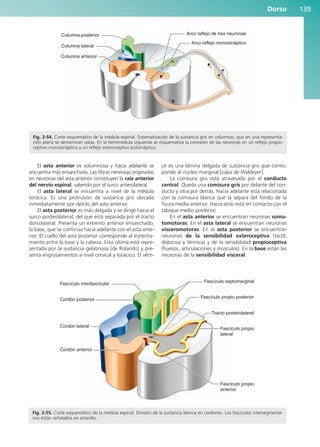 El asta anterior es voluminosa y hacia adelante se
encuentra más ensanchada. Las fibras nerviosas originadas
en neuronas del asta anterior constituyen la raíz anterior
del nervio espinal, saliendo por el surco anterolateral.
El asta lateral se encuentra a nivel de la médula
torácica. Es una protrusión de sustancia gris ubicada
inmediatamente por detrás del asta anterior.
El asta posterior es más delgada y se dirige hacia el
surco posterolateral, del que está separada por el tracto
dorsolateral. Presenta un extremo anterior ensanchado,
la base, que se continúa hacia adelante con el asta ante-
rior. El cuello del asta posterior corresponde al estrecha-
miento entre la base y la cabeza. Esta última está repre-
sentada por la sustancia gelatinosa [de Rolando] y pre-
senta engrosamientos a nivel cervical y torácico. El vérti-
ce es una lámina delgada de sustancia gris que corres-
ponde al núcleo marginal [capa de Waldeyer].
La comisura gris está atravesada por el conducto
central. Queda una comisura gris por delante del con-
ducto y otra por detrás. Hacia adelante está relacionada
con la comisura blanca que la separa del fondo de la
fisura media anterior. Hacia atrás está en contacto con el
tabique medio posterior.
En el asta anterior se encuentran neuronas soma-
tomotoras. En el asta lateral se encuentran neuronas
visceromotoras. En el asta posterior se encuentran
neuronas de la sensibilidad exteroceptiva (táctil,
dolorosa y térmica) y de la sensibilidad propioceptiva
(huesos, articulaciones y músculos). En la base están las
neuronas de la sensibilidad visceral.
Dorso 139
Columna posterior
Columna lateral
Columna anterior
Arco reflejo de tres neuronas
Arco reflejo monosináptico
Fig. 2-54. Corte esquemático de la médula espinal. Sistematización de la sustancia gris en columnas, que en una representa-
ción plana se denominan astas. En la hemimédula izquierda se esquematiza la conexión de las neuronas en un reflejo propio-
ceptivo monosináptico y un reflejo exteroceptivo polisináptico.
Cordón posterior
Cordón lateral
Cordón anterior
Fascículo interfascicular
Fascículo septomarginal
Fascículo propio
lateral
Fascículo propio posterior
Tracto posterolateral
Fascículo propio
anterior
Fig. 2-55. Corte esquemático de la médula espinal. División de la sustancia blanca en cordones. Los fascículos intersegmenta-
rios están señalados en amarillo.
b027-02.qxd 7/12/11 8:39 AM Page 139
ERRNVPHGLFRVRUJ
 