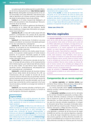 La sustancia gris de la médula espinal se puede diferen-
ciar de forma citoarquitectónica en diez láminas espina-
les [de Rexed], distinguibles microscópicamente en los cor-
tes horizontales como áreas diferentes. Estas láminas espi-
nales se identifican con números romanos y están ordena-
das desde el asta posterior hacia el asta anterior.
Lámina I, es el núcleo marginal [de Waldeyer] y el
vértice del asta posterior. Está atravesada por fibras pro-
venientes de la raíz dorsal.
Lámina II, es la sustancia gelatinosa [de Rolando] y
se encuentra en la cabeza del asta posterior. Recibe
fibras amielínicas e integra esta información con proyec-
ciones hacia la lámina I.
Láminas III y IV, se trata del núcleo propio del asta
posterior y corresponde a los cuerpos de las segundas
neuronas de algunas vías ascendentes. Recibe fibras mie-
linizadas.
Lámina V, son interneuronas. Se divide en una zona
medial y otra lateral. Las neuronas intercalares participan
en las vías corticoespinal y rubroespinal.
Lámina VI, se trata del núcleo de la base del asta
posterior. Se encuentra en las intumescencias y en los
segmentos cervicales superiores.
Lámina VII, es la lámina más amplia, posee tres por-
ciones. En la porción medial aparece el núcleo torácico
posterior. En la porción intermedia aparece el núcleo
intermedio medial. En la porción lateral se encuentra el
núcleo intermedio lateral.
Lámina VIII, son interneuronas ubicadas de dos for-
mas: en la base del asta anterior, en los engrosamientos
de la médula espinal, y por toda la base del asta anterior
en los otros niveles. En esta lámina hacen sinapsis los
siguientes tractos: vestibuloespinal, reticuloespinal bul-
bar y protuberancial, y tectoespinal.
Lámina IX, comprende grupos de neuronas motoras
que forman islotes dentro de las láminas VII y VIII. Las
motoneuronas alfa (α) cumplen la función de ser las
neuronas motoras inferiores de la vía piramidal, mientras
que las motoneuronas gamma (γ) son las que inervan las
fibras intrafusales de los músculos estriados, por lo cual
ponen bajo control de los centros superiores a los husos
neuromusculares y también se encargan de mantener el
tono muscular.
Lámina X, son neuronas ubicadas a nivel de la comi-
sura gris que rodea al conducto central y su función es
la de transportar información vegetativa.
Espina bífida
Es una patología en la cual las porciones de ambos
lados del arco vertebral no se fusionan durante el desa-
rrollo, quedando sin cerrar el conducto vertebral en su
región posterior.
Espina bífida quística: la falla en la unión del arco ver-
tebral se produce en la región lumbosacra y está acom-
pañada con la formación de un saco meníngeo que
puede tener contenido de líquido cefalorraquídeo, y
entonces se lo denomina meningocele. Una forma más
grave es cuando el contenido corresponde a una porción
de la médula espinal, en ese caso es un mielomeningo-
cele. Estos casos pueden presentar deficiencias neuroló-
gicas relacionadas con la porción de la médula espinal
afectada, como dificultades para la marcha y un mal fun-
cionamiento de la vejiga urinaria.
Espina bífida oculta: se trata de la presentación más
frecuente, en la cual el defecto de cierre es menor que
en el caso anterior y se encuentra a nivel de L5 o S1, el
problema sólo afecta; la parte ósea y los pacientes son
asintomáticos. Como manifestación visible pueden pre-
sentar un mayor desarrollo de los pelos en la línea media
posterior, en la porción de piel que cubre esa región.
Véase caso clínico 2-4.
Nervios espinales
Los nervios espinales [nervios raquídeos] se originan a
partir de la unión de dos raíces espinales, una anterior y
la otra posterior. Estas raíces se forman por la unión de
los filetes radiculares que emergen a lo largo de los sur-
cos anterolateral y posterolateral, respectivamente, y
que pertenecen a un mismo segmento de la médula
espinal. Las raíces espinales anteriores y posteriores se
originan de a pares, hacia derecha e izquierda.
De acuerdo con el nivel de origen hay ocho nervios cer-
vicales, doce torácicos, cinco lumbares, cinco sacros y
uno coccígeo. En total son 31 pares de nervios espinales.
Hasta el séptimo nervio cervical, llevan el mismo núme-
ro de la vértebra por encima de la cual emergen de la
columna vertebral. Para los otros niveles, los nervios lle-
van el mismo número de la vértebra por debajo de la
cual salen. El octavo nervio cervical sale entre la séptima
vértebra cervical y la primera torácica.
Luego de atravesar el foramen intervertebral, cada
nervio espinal se divide en un ramo anterior y un ramo
posterior.
Componentes de un nervio espinal
Los nervios espinales son nervios mixtos que
contienen fibras motoras, fibras sensitivas y fibras del sis-
tema nervioso autónomo (visceral) (fig. 2-56).
Los nervios espinales tienen cuatro componentes:
aferente somático, aferente visceral, eferente somático y
eferente visceral.
La inervación somática proviene de los derivados
de los somitas (mesodermo paraaxial) y se dirige a ellos.
Las fibras aferentes somáticas conducen la sensibilidad
que se origina en la piel, los huesos, los músculos y las
articulaciones. Las fibras eferentes somáticas son moto-
ras, para los músculos estriados esqueléticos, e incluyen
la inervación de las fibras musculares intrafusales (ubica-
das dentro del huso neuromuscular). Producen los movi-
mientos voluntarios y reflejos de estos músculos.
La inervación visceral se dirige a los músculos lisos
y las glándulas, y proviene de las estructuras de origen
endodérmico vecinas a los sistemas digestivo y respirato-
rio, y de las de origen mesodérmico cercanas a los siste-
mas urinario y genital. Las fibras aferentes viscerales con-
ducen la sensibilidad que se origina en estas vísceras. Las
fibras eferentes viscerales son motoras para los músculos
Anatomía clínica
140
b027-02.qxd 7/12/11 8:39 AM Page 140
ERRNVPHGLFRVRUJ
 