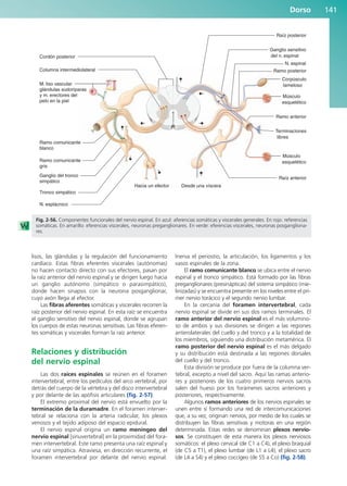 Dorso 141
lisos, las glándulas y la regulación del funcionamiento
cardíaco. Estas fibras eferentes viscerales (autónomas)
no hacen contacto directo con sus efectores, pasan por
la raíz anterior del nervio espinal y se dirigen luego hacia
un ganglio autónomo (simpático o parasimpático),
donde hacen sinapsis con la neurona posganglionar,
cuyo axón llega al efector.
Las fibras aferentes somáticas y viscerales recorren la
raíz posterior del nervio espinal. En esta raíz se encuentra
el ganglio sensitivo del nervio espinal, donde se agrupan
los cuerpos de estas neuronas sensitivas. Las fibras eferen-
tes somáticas y viscerales forman la raíz anterior.
Relaciones y distribución
del nervio espinal
Las dos raíces espinales se reúnen en el foramen
intervertebral, entre los pedículos del arco vertebral, por
detrás del cuerpo de la vértebra y del disco intervertebral
y por delante de las apófisis articulares (fig. 2-57).
El extremo proximal del nervio está envuelto por la
terminación de la duramadre. En el foramen interver-
tebral se relaciona con la arteria radicular, los plexos
venosos y el tejido adiposo del espacio epidural.
El nervio espinal origina un ramo meníngeo del
nervio espinal [sinuvertebral] en la proximidad del fora-
men intervertebral. Este ramo presenta una raíz espinal y
una raíz simpática. Atraviesa, en dirección recurrente, el
foramen intervertebral por delante del nervio espinal.
Inerva el periostio, la articulación, los ligamentos y los
vasos espinales de la zona.
El ramo comunicante blanco se ubica entre el nervio
espinal y el tronco simpático. Está formado por las fibras
preganglionares (presinápticas) del sistema simpático (mie-
linizadas) y se encuentra presente en los niveles entre el pri-
mer nervio torácico y el segundo nervio lumbar.
En la cercanía del foramen intervertebral, cada
nervio espinal se divide en sus dos ramos terminales. El
ramo anterior del nervio espinal es el más volumino-
so de ambos y sus divisiones se dirigen a las regiones
anterolaterales del cuello y del tronco y a la totalidad de
los miembros, siguiendo una distribución metamérica. El
ramo posterior del nervio espinal es el más delgado
y su distribución está destinada a las regiones dorsales
del cuello y del tronco.
Esta división se produce por fuera de la columna ver-
tebral, excepto a nivel del sacro. Aquí las ramas anterio-
res y posteriores de los cuatro primeros nervios sacros
salen del hueso por los forámenes sacros anteriores y
posteriores, respectivamente.
Algunos ramos anteriores de los nervios espinales se
unen entre sí formando una red de intercomunicaciones
que, a su vez, originan nervios, por medio de los cuales se
distribuyen las fibras sensitivas y motoras en una región
determinada. Estas redes se denominan plexos nervio-
sos. Se constituyen de esta manera los plexos nerviosos
somáticos: el plexo cervical (de C1 a C4), el plexo braquial
(de C5 a T1), el plexo lumbar (de L1 a L4), el plexo sacro
(de L4 a S4) y el plexo coccígeo (de S5 a Co) (fig. 2-58).
Corpúsculo
lameloso
Ramo posterior
Ramo anterior
Ganglio sensitivo
del n. espinal
M. liso vascular
glándulas sudoríparas
y m. erectores del
pelo en la piel
Tronco simpático
N. esplácnico
Hacia un efector Desde una víscera
Ramo comunicante
gris
Ramo comunicante
blanco
Ganglio del tronco
simpático
Columna intermediolateral
Músculo
esquelético
Músculo
esquelético
Terminaciones
libres
N. espinal
Raíz posterior
Raíz anterior
Cordón posterior
Fig. 2-56. Componentes funcionales del nervio espinal. En azul: aferencias somáticas y viscerales generales. En rojo: referencias
somáticas. En amarillo: eferencias viscerales, neuronas preganglionares. En verde: eferencias viscerales, neuronas posgangliona-
res.
b027-02.qxd 7/12/11 8:39 AM Page 141
ERRNVPHGLFRVRUJ
 