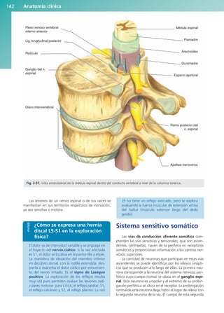 Las lesiones de un nervio espinal o de sus raíces se
manifiestan en sus territorios respectivos de inervación,
ya sea sensitiva o motora.
El dolor es de intensidad variable y se propaga en
el trayecto del nervio ciático. Si la raíz afectada
es S1, el dolor se localiza en la pantorrilla y el pie.
La maniobra de elevación del miembro inferior
en decúbito dorsal, con la rodilla extendida, des-
pierta o exacerba el dolor ciático por estiramien-
to del nervio irritado. Es el signo de Lasègue
positivo. La exploración de los reflejos resulta
muy útil pues permiten evaluar las lesiones radi-
culares motoras: para L3-L4, el reflejo patelar; S1,
el reflejo calcáneo y S2, el reflejo plantar. La raíz
L5 no tiene un reflejo asociado, pero se explora
evaluando la fuerza muscular de extensión activa
del hallux (músculo extensor largo del dedo
gordo).
Sistema sensitivo somático
Las vías de conducción aferente somática com-
prenden las vías sensitivas y sensoriales, que son ascen-
dentes, centrípetas, nacen de la periferia en receptores
somáticos y proporcionan información a los centros ner-
viosos superiores.
La cantidad de neuronas que participan en estas vías
ascendentes se puede identificar por los relevos sinápti-
cos que se producen a lo largo de ellas. La primera neu-
rona corresponde a la neurona del sistema nervioso peri-
férico cuyo cuerpo (soma) se ubica en el ganglio espi-
nal. Esta neurona es unipolar y el extremo de su prolon-
gación periférica se ubica en el receptor. La prolongación
central de esta neurona llega hasta el lugar de relevo con
la segunda neurona de la vía. El cuerpo de esta segunda
Anatomía clínica
142
Lig. longitudinal posterior
Ganglio del n.
espinal
Disco intervertebral
Apófisis transversa
Ramo posterior del
n. espinal
Espacio epidural
Duramadre
Aracnoides
Piamadre
Médula espinal
Plexo venoso vertebral
interno anterior
Pedículo
Fig. 2-57. Vista anterolateral de la médula espinal dentro del conducto vertebral a nivel de la columna torácica.
¿Cómo se expresa una hernia
discal L5-S1 en la exploración
física?
b027-02.qxd 7/12/11 8:39 AM Page 142
ERRNVPHGLFRVRUJ
 