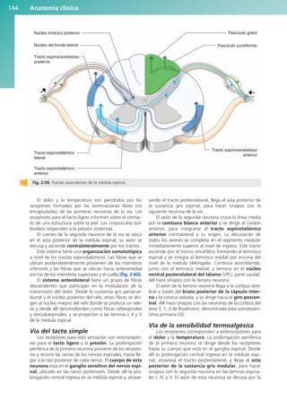 El dolor y la temperatura son percibidos por los
receptores formados por las terminaciones libres (no
encapsuladas) de las primeras neuronas de la vía. Los
receptores para el tacto ligero informan sobre el contac-
to de una estructura sobre la piel. Los corpúsculos bul-
boideos responden a la presión sostenida.
El cuerpo de la segunda neurona de la vía se ubica
en el asta posterior de la médula espinal, su axón se
decusa y asciende contralateralmente por los tractos.
Este sistema tiene una organización somatotópica
a nivel de los tractos espinotalámicos. Las fibras que se
ubican posterolateralmente provienen de los miembros
inferiores y las fibras que se ubican hacia anteromedial
son las de los miembros superiores y el cuello (fig. 2-60).
El sistema anterolateral tiene un grupo de fibras
descendentes que participan en la modulación de la
transmisión del dolor. Desde la sustancia gris periacue-
ductal y el núcleo posterior del rafe, estas fibras se diri-
gen al núcleo magno del rafe donde se produce un rele-
vo y desde allí descendienden como fibras rafeespinales
y reticuloespinales, y se proyectan a las láminas I, II y V
de la médula espinal.
Vía del tacto simple
Los receptores para esta sensación son exterocepto-
res para el tacto ligero y la presión. La prolongación
periférica de la primera neurona proviene de los recepto-
res y recorre las ramas de los nervios espinales, hasta lle-
gar a la raíz posterior de cada nervio. El cuerpo de esta
neurona está en el ganglio sensitivo del nervio espi-
nal, ubicado en las raíces posteriores. Desde allí la pro-
longación central ingresa en la médula espinal y, atrave-
sando el tracto posterolateral, llega al asta posterior de
la sustancia gris espinal, para hacer sinapsis con la
siguiente neurona de la vía.
El axón de la segunda neurona cruza la línea media
por la comisura blanca anterior y se dirige al cordón
anterior, para integrarse al tracto espinotalámico
anterior contralateral a su origen. La decusación de
todos los axones se completa en el segmento medular
inmediatamente superior al nivel de ingreso. Este tracto
asciende por el tronco encefálico formando el lemnisco
espinal y se integra al lemnisco medial por encima del
nivel de la médula oblongada. Continúa ascendiendo,
junto con el lemnisco medial, y termina en el núcleo
ventral posterolateral del tálamo (VPL), parte caudal.
Allí hace sinapsis con la tercera neurona.
El axón de la tercera neurona llega a la corteza cere-
bral a través del brazo posterior de la cápsula inter-
na y la corona radiada, y se dirige hacia el giro poscen-
tral. Allí hace sinapsis con las neuronas de la corteza del
área 3, 1, 2 de Brodmann, denominada área somatosen-
sitiva primaria (SI).
Vía de la sensibilidad termoalgésica
Los receptores corresponden a exteroceptores para
el dolor y la temperatura. La prolongación periférica
de la primera neurona se dirige desde los receptores
hasta su cuerpo que está en el ganglio espinal. Desde
allí la prolongación central ingresa en la médula espi-
nal, atraviesa el tracto posterolateral, y llega al asta
posterior de la sustancia gris medular, para hacer
sinapsis con la segunda neurona en las láminas espina-
les I, IV y V. El axón de esta neurona se decusa por la
Anatomía clínica
144
Núcleo torácico posterior
Tracto espinotalámico
anterior
Tracto espinotalámico
lateral
Núcleo del borde lateral
Fascículo grácil
Fascículo cuneiforme
Tracto espinocerebeloso
anterior
Tracto espinocerebeloso
posterior
Fig. 2-59. Tractos ascendentes de la médula espinal.
b027-02.qxd 7/12/11 8:39 AM Page 144
ERRNVPHGLFRVRUJ
 