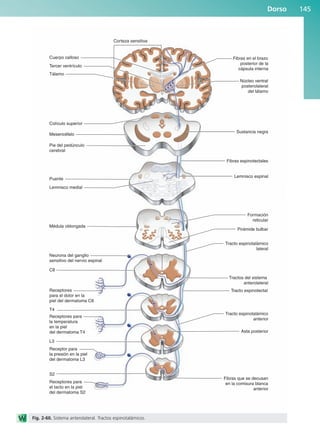 Dorso 145
Cuerpo calloso Fibras en el brazo
posterior de la
cápsula interna
Corteza sensitiva
Núcleo ventral
posterolateral
del tálamo
Sustancia negra
Fibras espinotectales
Lemnisco espinal
Formación
reticular
Tracto espinotalámico
lateral
Tracto espinotalámico
anterior
Pirámide bulbar
Tracto espinotectal
Tractos del sistema
anterolateral
Asta posterior
Fibras que se decusan
en la comisura blanca
anterior
Tercer ventrículo
Tálamo
Mesencéfalo
Colículo superior
Puente
Médula oblongada
Neurona del ganglio
sensitivo del nervio espinal
Receptores
para el dolor en la
piel del dermatoma C8
C8
Receptores para
la temperatura
en la piel
del dermatoma T4
T4
Receptor para
la presión en la piel
del dermatoma L3
L3
Receptores para
el tacto en la piel
del dermatoma S2
S2
Lemnisco medial
Pie del pedúnculo
cerebral
Fig. 2-60. Sistema anterolateral. Tractos espinotalámicos.
b027-02.qxd 7/12/11 8:39 AM Page 145
ERRNVPHGLFRVRUJ
 