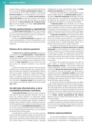 Anatomía clínica
146
comisura blanca anterior y pasa al cordón lateral para
formar parte del tracto espinotalámico lateral, con
el cual asciende. En el tronco encefálico se denomina
lemnisco espinal. En el mesencéfalo se suma al lem-
nisco medial y termina en el núcleo ventral postero-
lateral del tálamo, donde hace sinapsis con la tercera
neurona de la vía. El axón de ésta llega a la corteza
cerebral por el brazo posterior de la cápsula inter-
na y la corona radiada, y se dirige al giro poscentral,
áreas 3, 1, 2 de Brodmann.
Tractos espinorreticular y espinotectal
Las fibras espinorreticulares están entremezcladas
con la de los tractos espinotalámicos. Estas fibras, al lle-
gar a los niveles mielencefálico y pontino, se proyectan a
los núcleos de la formación reticular.
Las fibras del tracto espinotectal acompañan a los
tractos espinotalámicos y a nivel mesencefálico se pro-
yectan hacia el colículo superior y la sustancia gris peria-
cueductal.
Sistema de la columna posterior
El sistema de la columna posterior participa en
la conducción de la propiocepción, el tacto discrimi-
nativo y la vibración. La propiocepción proporciona la
información sobre la posición de las partes del cuerpo,
su movimiento y la resistencia que se presente al movi-
miento. El tacto epicrítico permite discriminar entre
dos puntos de contacto simultáneo muy próximos
entre sí.
Las fibras nerviosas que conducen estas sensaciones
ascienden por el cordón posterior de la médula espinal,
del mismo lado que ingresaron (homolaterales), hasta su
relevo en la región caudal de la médula oblongada, en
los núcleos grácil y cuneiforme, ubicados en su región
dorsal. La segunda neurona de la vía se decusa a este
nivel y asciende contralateralmente por el tronco encefá-
lico, formando el lemnisco medial. Esto también le da
a este sistema el nombre de sistema del lemnisco medial
(fig. 2-61).
Vía del tacto discriminativo y de la
sensibilidad profunda consciente
El tacto discriminativo (epicrítico) utiliza exterocep-
tores para el tacto que permiten identificar más de un
punto de contacto regional: los corpúsculos táctiles
encapsulados [de Meissner]. Los corpúsculos lamelosos
[de Pacini] son los receptores de la vibración. También se
emplean otros receptores táctiles: corpúsculos termina-
les [de Golgi-Mazzoni] y bulbos terminales [de Krause].
Los receptores de la sensibilidad propioceptiva se ubi-
can en los músculos estriados (husos neuromusculares),
en los tendones (órganos tendinosos) y en las cápsulas
articulares (terminaciones libres).
La prolongación periférica de la primera neurona
proviene de estos receptores y llega a la raíz posterior de
cada nervio. El cuerpo de esta neurona está en el gan-
glio sensitivo del nervio espinal. Desde allí la prolonga-
ción central ingresa en la médula espinal y, pasando
medialmente al tracto posterolateral, llega al cordón
posterior homolateral, por el cual asciende.
Se forman dos fascículos que prácticamente ocupan
todo el cordón posterior: el fascículo grácil [delgado o
de Goll] y el fascículo cuneiforme [de Burdach]. Estos fas-
cículos presentan una organización somatotópica donde
las aferencias que ingresaron en la médula espinal más
caudalmente, ascienden en una ubicación más medial.
El fascículo grácil está constituido por las fibras
ascendentes largas provenientes de los nervios espinales
sacros, lumbares y de los seis últimos nervios torácicos.
La ubicación de este fascículo en el cordón posterior es
medial. El fascículo asciende hasta la médula oblongada,
donde en su porción inferior encuentra al núcleo grácil.
El fascículo cuneiforme está constituido por fibras
ascendentes largas de los nervios espinales cervicales y
de los seis primeros nervios torácicos. La ubicación de
este fascículo en el cordón posterior es lateral. El fascícu-
lo asciende hasta la médula oblongada, donde en su
porción inferior encuentra al núcleo cuneiforme.
El cuerpo de la segunda neurona de la vía se ubica
en los núcleos de la columna dorsal de la médula
oblongada: el núcleo grácil es el núcleo medial y el
núcleo cuneiforme es el núcleo ubicado lateralmente
al núcleo grácil. Debido a la organización somatotópi-
ca del cordón posterior, el núcleo grácil recibe la sen-
sibilidad proveniente del miembro inferior homolateral
y el núcleo cuneiforme la del miembro superior del
mismo lado.
Los axones de las segundas neuronas que salen de
estos núcleos, al dirigirse medialmente, forman las
fibras arqueadas internas. Cruzan la línea media de la
médula oblongada, rostral a la decusación piramidal,
formando la decusación del lemnisco medial [decusa-
ción sensitiva]. Una vez decusadas, las fibras giran y
ascienden formando el lemnisco medial [cinta de Reil
media]. El lemnisco medial tiene una organización soma-
totópica: a nivel de la médula oblongada las fibras con la
sensibilidad del miembro inferior se ubican ventrales y
las del miembro superior, dorsales.
En el puente, el lemnisco medial se ubica por delan-
te del cuerpo trapezoide y detrás de las fibras pontoce-
rebelosas transversales. Realiza un giro de 90° alrededor
de su eje longitudinal y las fibras del miembro inferior se
ubican laterales. En su trayecto ascendente por el tronco
encefálico, el lemnisco medial recibe fibras sensitivas de
otros sistemas. El axón de la segunda neurona termina
en el núcleo ventral posterolateral del tálamo,
donde se ubica el cuerpo de la tercera neurona, con la
que hace sinapsis.
El axón de la tercera neurona se dirige hacia la corte-
za cerebral, pasando por el brazo posterior de la cápsu-
la interna y la corona radiada. Hace sinapsis con las neu-
ronas corticales del giro poscentral, área somatosensi-
tiva primaria.
Sistema espinocerebeloso
Las vías espinocerebelosas se detienen en el cerebe-
lo, por eso son inconscientes. La sensibilidad profunda
(propiocepción) inconsciente es transportada por dos
b027-02.qxd 7/12/11 8:39 AM Page 146
ERRNVPHGLFRVRUJ
 