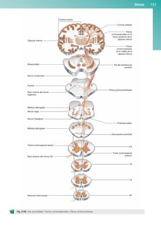 Dorso 151
Cápsula interna
Corteza motora
Corona radiada
Fibras
corticonucleares
en la rodilla de la
cápsula interna
Fibras
corticoespinales en el
brazo posterior de la
cápsula interna
Pie del pendúnculo
cerebral
Fibras pontocerebelosas
Tracto corticoespinal
anterior
Pirámide bulbar
Decusación piramidal
S4
Mesencéfalo
Puente
Médula oblongada
Médula oblongada
Nervio vago
Tracto corticoespinal lateral
Raíz anterior del nervio C8
Neurona internuncial
Raíz motora del nervio
trigémino
Nervio oculomotor
Nervio hipogloso
L3
T4
C8
Fig. 2-64. Vías piramidales. Tractos corticoespinales y fibras corticonucleares.
b027-02.qxd 7/12/11 8:39 AM Page 151
ERRNVPHGLFRVRUJ
 