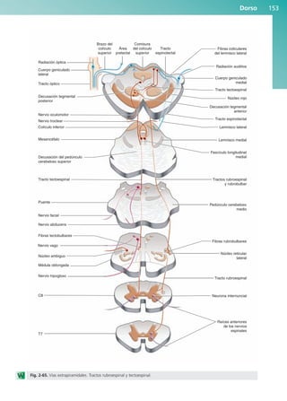 Dorso 153
Radiación óptica
Brazo del
colículo
superior
Comisura
del colículo
superior
Tracto
espinotectal
Área
pretectal
Radiación auditiva
Fibras coliculares
del lemnisco lateral
Tracto tectoespinal
Núcleo rojo
Decusación tegmental
anterior
Cuerpo geniculado
medial
Tracto espinotectal
Lemnisco lateral
Fascículo longitudinal
medial
Lemnisco medial
Tractos rubroespinal
y rubrobulbar
Pedúnculo cerebeloso
medio
Núcleo reticular
lateral
Tracto rubroespinal
Raíces anteriores
de los nervios
espinales
Fibras rubrobulbares
Neurona internuncial
Cuerpo geniculado
lateral
Colículo inferior
Decusación tegmental
posterior
Nervio oculomotor
Nervio troclear
Decusación del pedúnculo
cerebeloso superior
Tracto óptico
Tracto tectoespinal
Nervio facial
C8
Fibras tectobulbares
Nervio vago
Núcleo ambiguo
Médula oblongada
T7
Mesencéfalo
Puente
Nervio abducens
Nervio hipogloso
Fig. 2-65. Vías extrapiramidales. Tractos rubroespinal y tectoespinal.
b027-02.qxd 7/12/11 8:39 AM Page 153
ERRNVPHGLFRVRUJ
 
