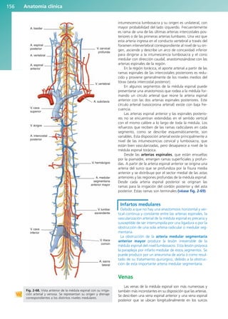 intumescencia lumbosacra y su origen es unilateral, con
mayor probabilidad del lado izquierdo. Frecuentemente
es rama de una de las últimas arterias intercostales pos-
teriores o de las primeras arterias lumbares. Una vez que
esta arteria ingresa en el conducto vertebral a través del
foramen intervertebral correspondiente al nivel de su ori-
gen, asciende y describe un arco de concavidad inferior
para dirigirse a la intumescencia lumbosacra y el cono
medular con dirección caudal, anastomosándose con las
arterias espinales de la región.
En la región torácica, el aporte arterial a partir de las
ramas espinales de las intercostales posteriores es redu-
cido y proviene generalmente de los niveles medios del
tórax (sexta intercostal posterior).
En algunos segmentos de la médula espinal puede
presentarse una anastomosis que rodea a la médula for-
mando un círculo arterial que reúne la arteria espinal
anterior con las dos arterias espinales posteriores. Este
círculo arterial (vasocorona arterial) existe con baja fre-
cuencia.
Las arterias espinal anterior y las espinales posterio-
res no se encuentran extendidas en el sentido vertical
con el mismo calibre a lo largo de toda la médula. Los
refuerzos que reciben de las ramas radiculares en cada
segmento, como se describe esquemáticamente, son
variables. Esta disposición arterial existe principalmente a
nivel de las intumescencias cervical y lumbosacra, que
están bien vascularizadas, pero desaparece a nivel de la
médula espinal torácica.
Desde las arterias espinales, que están envueltas
por la piamadre, emergen ramas superficiales y profun-
das. A partir de la arteria espinal anterior se origina una
arteria del surco que se profundiza por la fisura media
anterior y se distribuye por el sector medial de las astas
anteriores y las regiones profundas de la médula espinal.
Desde cada arteria espinal posterior se originan las
ramas para la irrigación del cordón posterior y del asta
posterior. Estas ramas son terminales (véase fig. 2-69).
Infartos medulares
Debido a que no hay una anastomosis horizontal y ver-
tical continua y constante entre las arterias espinales, la
vascularización arterial de la médula espinal es precaria y
susceptible de ser interrumpida por una ligadura o por la
obstrucción de una sola arteria radicular o medular seg-
mentaria.
La obstrucción de la arteria medular segmentaria
anterior mayor produce la lesión irreversible de la
médula espinal del nivel lumbosacro. Esta lesión provoca
la paraplejía por infarto medular de estos segmentos. Se
puede producir por un aneurisma de aorta o como resul-
tado de su tratamiento quirúrgico, debido a la obstruc-
ción de esta importante arteria medular segmentaria.
Venas
Las venas de la médula espinal son más numerosas y
también más inconstantes en su disposición que las arterias.
Se describen una vena espinal anterior y una vena espinal
posterior que se ubican longitudinalmente en los surcos
Anatomía clínica
156
A. basilar
A. espinal
posterior
A. vertebral
A. espinal
anterior
A. intercostal
posterior
V. cava
superior
V. cava
inferior
V. ácigos
A. sacra
lateral
A. medular
segmentaria
anterior mayor
V. ilíaca
común
V. lumbar
ascendente
V. hemiácigos
V. vertebral
V. cervical
profunda
A. subclavia
Fig. 2-68. Vista anterior de la médula espinal con su irriga-
ción arterial y venosa. Se representan su origen y drenaje
correspondientes a los distintos niveles medulares.
b027-02.qxd 7/12/11 8:39 AM Page 156
ERRNVPHGLFRVRUJ
 
