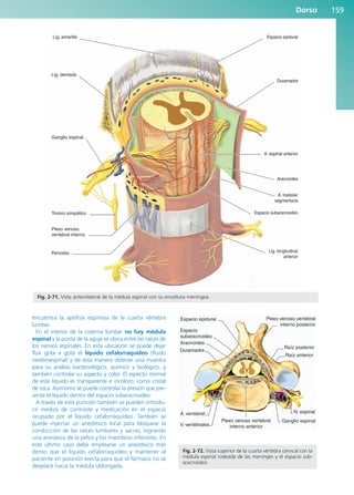 encuentra la apófisis espinosa de la cuarta vértebra
lumbar.
En el interior de la cisterna lumbar no hay médula
espinal y la punta de la aguja se ubica entre las raíces de
los nervios espinales. En esta ubicación se puede dejar
fluir gota a gota el líquido cefalorraquídeo (fluido
cerebroespinal) y de esta manera obtener una muestra
para su análisis bacteriológico, químico y biológico, y
también controlar su aspecto y color. El aspecto normal
de este líquido es transparente e incoloro, como cristal
de roca. Asimismo se puede controlar la presión que pre-
senta el líquido dentro del espacio subaracnoideo.
A través de esta punción también se pueden introdu-
cir medios de contraste y medicación en el espacio
ocupado por el líquido cefalorraquídeo. También se
puede inyectar un anestésico local para bloquear la
conducción de las raíces lumbares y sacras, logrando
una anestesia de la pelvis y los miembros inferiores. En
este último caso debe emplearse un anestésico más
denso que el líquido cefalorraquídeo y mantener al
paciente en posición erecta para que el fármaco no se
desplace hacia la médula oblongada.
Dorso 159
Lig. dentado
Ganglio espinal
Tronco simpático
Plexo venoso
vertebral interno
Periostio
Lig. amarillo Espacio epidural
Duramadre
A. espinal anterior
Aracnoides
A. medular
segmentaria
Espacio subaracnoideo
Lig. longitudinal
anterior
Fig. 2-71. Vista anterolateral de la médula espinal con su envoltura meníngea.
Ganglio espinal
N. espinal
A. vertebral
Duramadre
Raíz posterior
Raíz anterior
Aracnoides
Espacio
subaracnoideo
Espacio epidural
V. vertebrales
Plexo venoso vertebral
interno anterior
Plexo venoso vertebral
interno posterior
Fig. 2-72. Vista superior de la cuarta vértebra cervical con la
médula espinal rodeada de las meninges y el espacio sub-
aracnoideo.
b027-02.qxd 7/12/11 8:39 AM Page 159
ERRNVPHGLFRVRUJ
 