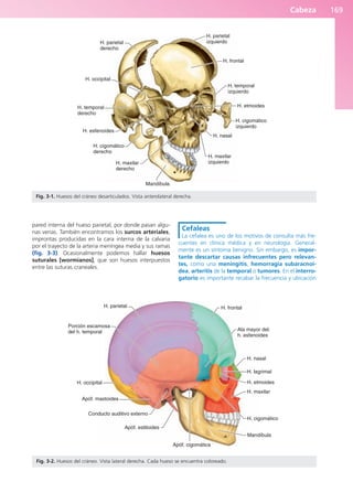 Cabeza 169
pared interna del hueso parietal, por donde pasan algu-
nas venas. También encontramos los surcos arteriales,
improntas producidas en la cara interna de la calvaria
por el trayecto de la arteria meníngea media y sus ramas
(fig. 3-3). Ocasionalmente podemos hallar huesos
suturales [wormianos], que son huesos interpuestos
entre las suturas craneales.
Cefaleas
La cefalea es uno de los motivos de consulta más fre-
cuentes en clínica médica y en neurología. General-
mente es un síntoma benigno. Sin embargo, es impor-
tante descartar causas infrecuentes pero relevan-
tes, como una meningitis, hemorragia subaracnoi-
dea, arteritis de la temporal o tumores. En el interro-
gatorio es importante recabar la frecuencia y ubicación
H. parietal
derecho
H. occipital
H. temporal
derecho
H. esfenoides
H. cigomático
derecho
H. maxilar
derecho
Mandíbula
H. maxilar
izquierdo
H. nasal
H. cigomático
izquierdo
H. etmoides
H. temporal
izquierdo
H. frontal
H. parietal
izquierdo
Fig. 3-1. Huesos del cráneo desarticulados. Vista anterolateral derecha.
H. parietal
Porción escamosa
del h. temporal
H. occipital
Apóf. mastoides
Conducto auditivo externo
Apóf. estiloides
Apóf. cigomática
Mandíbula
H. cigomático
H. maxilar
H. etmoides
H. lagrimal
H. nasal
Ala mayor del.
h. esfenoides
H. frontal
Fig. 3-2. Huesos del cráneo. Vista lateral derecha. Cada hueso se encuentra coloreado.
b027-03.qxd 7/12/11 2:36 PM Page 169
ERRNVPHGLFRVRUJ
 