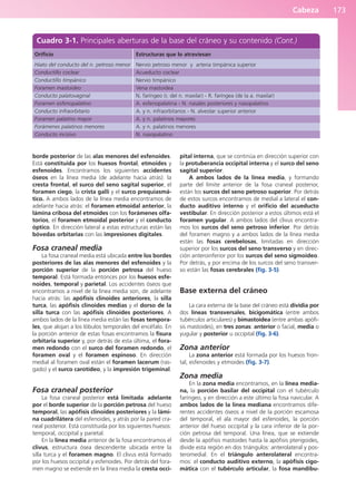 Cabeza 173
borde posterior de las alas menores del esfenoides.
Está constituida por los huesos frontal, etmoides y
esfenoides. Encontramos los siguientes accidentes
óseos en la línea media (de adelante hacia atrás): la
cresta frontal, el surco del seno sagital superior, el
foramen ciego, la crista galli y el surco prequiasmá-
tico. A ambos lados de la línea media encontramos de
adelante hacia atrás: el foramen etmoidal anterior, la
lámina cribosa del etmoides con los forámenes olfa-
torios, el foramen etmoidal posterior y el conducto
óptico. En dirección lateral a estas estructuras están las
bóvedas orbitarias con las impresiones digitales.
Fosa craneal media
La fosa craneal media está ubicada entre los bordes
posteriores de las alas menores del esfenoides y la
porción superior de la porción petrosa del hueso
temporal. Está formada entonces por los huesos esfe-
noides, temporal y parietal. Los accidentes óseos que
encontramos a nivel de la línea media son, de adelante
hacia atrás: las apófisis clinoides anteriores, la silla
turca, las apófisis clinoides medias y el dorso de la
silla turca con las apófisis clinoides posteriores. A
ambos lados de la línea media están las fosas tempora-
les, que alojan a los lóbulos temporales del encéfalo. En
la porción anterior de estas fosas encontramos la fisura
orbitaria superior y, por detrás de esta última, el fora-
men redondo con el surco del foramen redondo, el
foramen oval y el foramen espinoso. En dirección
medial al foramen oval están el foramen lacerum (ras-
gado) y el surco carotídeo, y la impresión trigeminal.
Fosa craneal posterior
La fosa craneal posterior está limitada: adelante
por el borde superior de la porción petrosa del hueso
temporal, las apófisis clinoides posteriores y la lámi-
na cuadrilátera del esfenoides, y atrás por la pared cra-
neal posterior. Está constituida por los siguientes huesos:
temporal, occipital y parietal.
En la línea media anterior de la fosa encontramos el
clivus, estructura ósea descendente ubicada entre la
silla turca y el foramen magno. El clivus está formado
por los huesos occipital y esfenoides. Por detrás del fora-
men magno se extiende en la línea media la cresta occi-
pital interna, que se continúa en dirección superior con
la protuberancia occipital interna y el surco del seno
sagital superior.
A ambos lados de la línea media, y formando
parte del límite anterior de la fosa craneal posterior,
están los surcos del seno petroso superior. Por detrás
de estos surcos encontramos de medial a lateral el con-
ducto auditivo interno y el orificio del acueducto
vestibular. En dirección posterior a estos últimos está el
foramen yugular. A ambos lados del clivus encontra-
mos los surcos del seno petroso inferior. Por detrás
del foramen magno y a ambos lados de la línea media
están las fosas cerebelosas, limitadas en dirección
superior por los surcos del seno transverso y en direc-
ción anteroinferior por los surcos del seno sigmoideo.
Por detrás, y por encima de los surcos del seno transver-
so están las fosas cerebrales (fig. 3-5).
Base externa del cráneo
La cara externa de la base del cráneo está dividia por
dos líneas transversales, bicigomática (entre ambos
tubérculos articulares) y bimastoidea (entre ambas apófi-
sis mastoides), en tres zonas: anterior o facial, media o
yugular y posterior u occipital (fig. 3-6).
Zona anterior
La zona anterior está formada por los huesos fron-
tal, esfenoides y etmoides (fig. 3-7).
Zona media
En la zona media encontramos, en la línea media-
na, la porción basilar del occipital con el tubérculo
faríngeo, y en dirección a este último la fosa navicular. A
ambos lados de la línea mediana encontramos dife-
rentes accidentes óseos a nivel de la porción escamosa
del temporal, el ala mayor del esfenoides, la porción
anterior del hueso occipital y la cara inferior de la por-
ción petrosa del temporal. Una línea, que se extiende
desde la apófisis mastoides hasta la apófisis pterigoides,
divide esta región en dos triángulos: anterolateral y pos-
teromedial. En el triángulo anterolateral encontra-
mos: el conducto auditivo externo, la apófisis cigo-
mática con el tubérculo articular, la fosa mandibu-
Cuadro 3-1. Principales aberturas de la base del cráneo y su contenido (Cont.)
Orificio
Hiato del conducto del n. petroso menor
Conductillo coclear
Conductillo timpánico
Foramen mastoideo
Conducto palatovaginal
Foramen esfenopalatino
Conducto infraorbitario
Foramen palatino mayor
Forámenes palatinos menores
Conducto incisivo
Estructuras que lo atraviesan
Nervio petroso menor y arteria timpánica superior
Acueducto coclear
Nervio timpánico
Vena mastoidea
N. faríngeo (r. del n. maxilar) - R. faríngea (de la a. maxilar)
A. esfenopalatina - N. nasales posteriores y nasopalatino
A. y n. infraorbitarios - N. alveolar superior anterior
A. y n. palatinos mayores
A. y n. palatinos menores
N. nasopalatino
b027-03.qxd 7/12/11 2:36 PM Page 173
ERRNVPHGLFRVRUJ
 